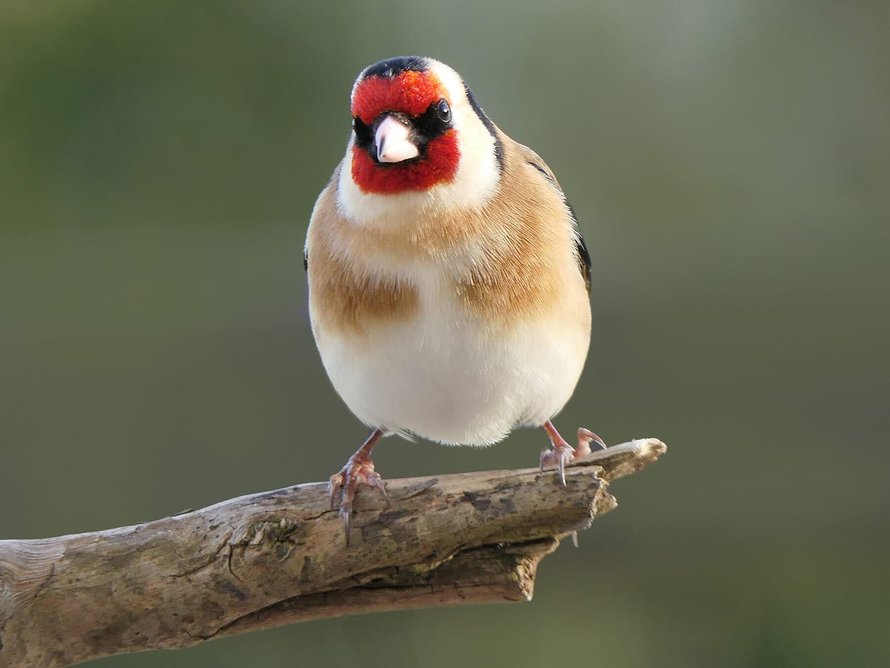 Goldfinch perched