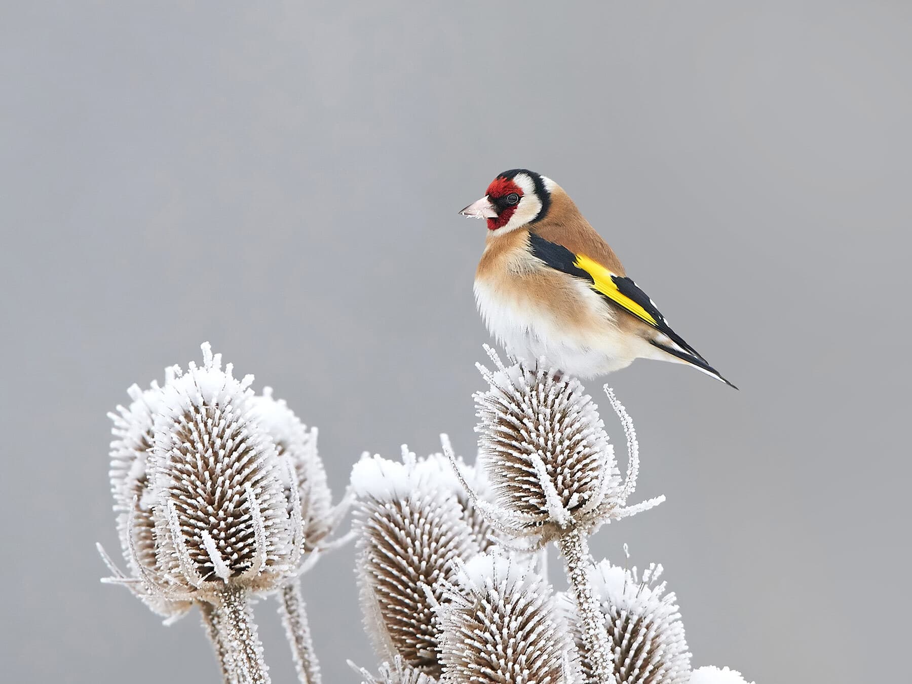Goldfinch winter