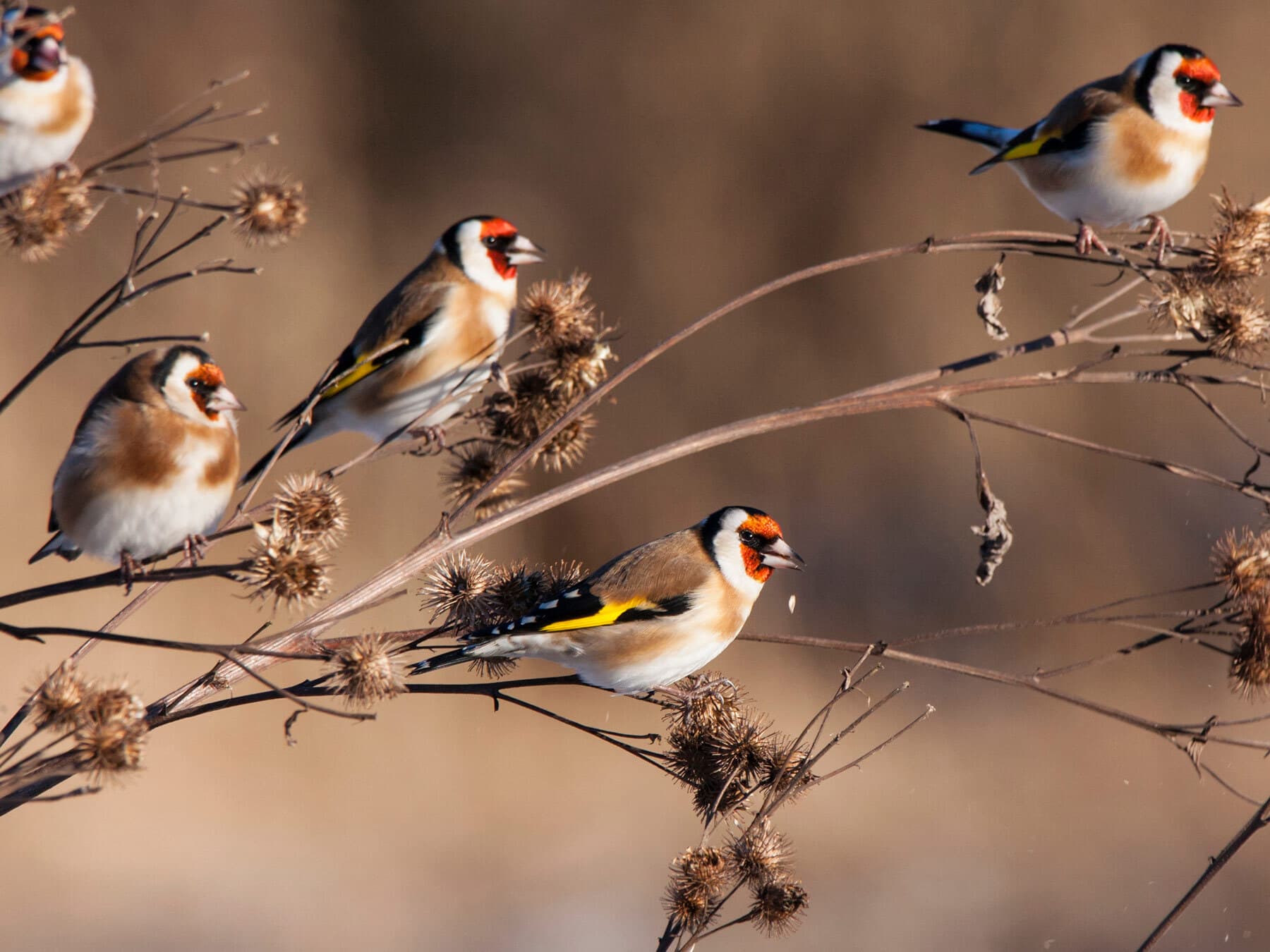 Goldfinches eating burdock