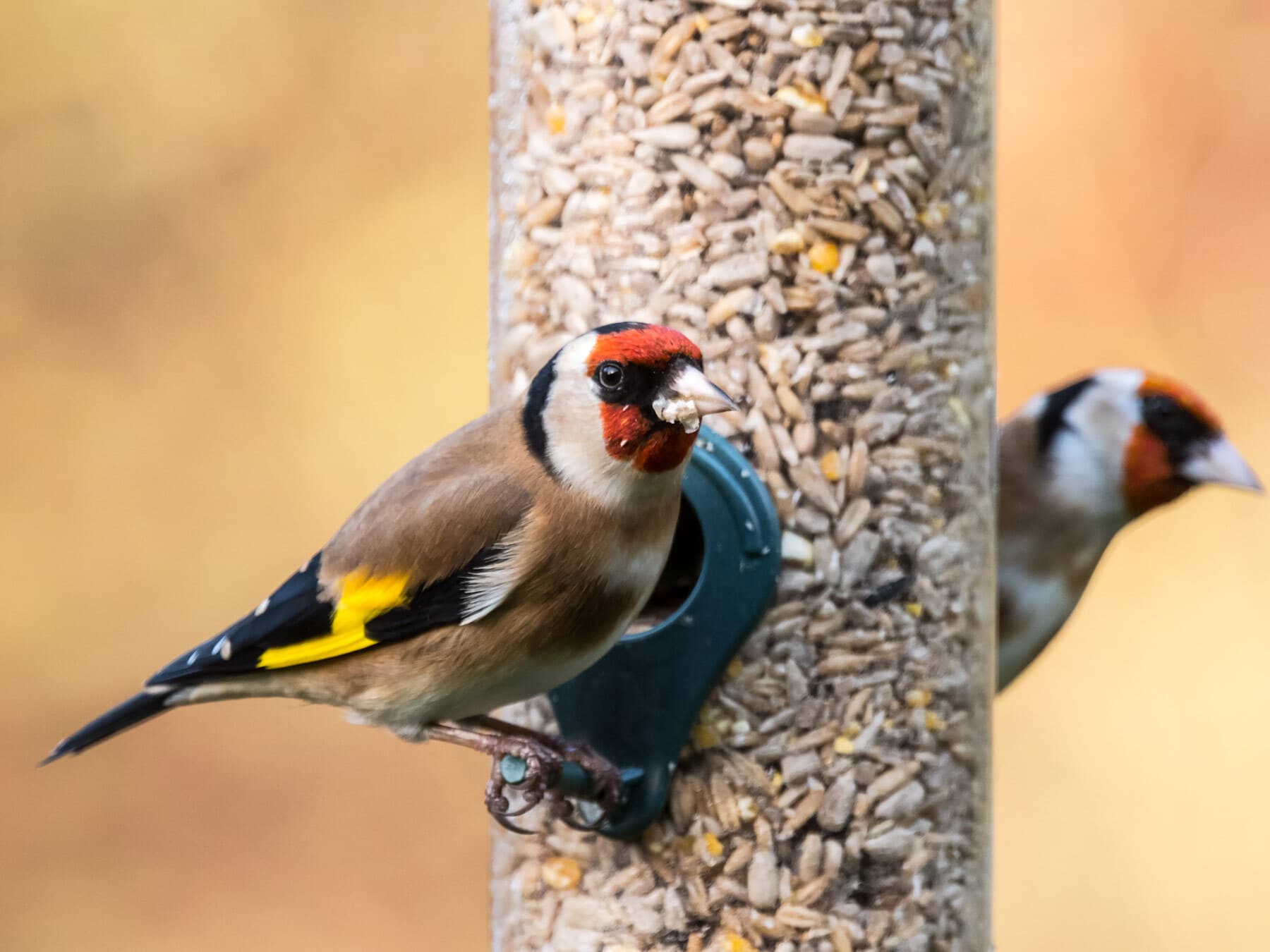 Goldfinches eating from feeder winter