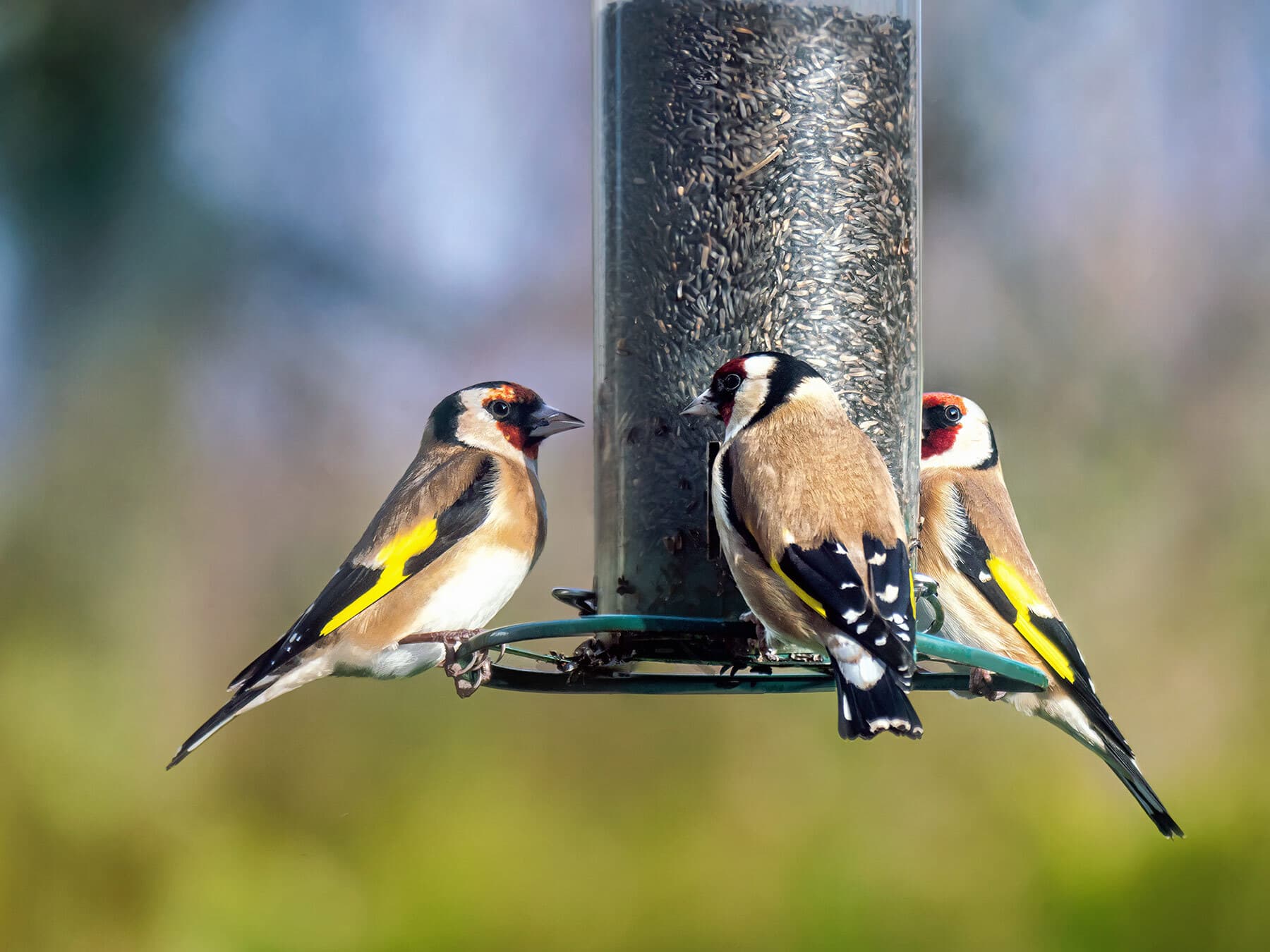 Three Goldfinches at a hanging nyjer feeder