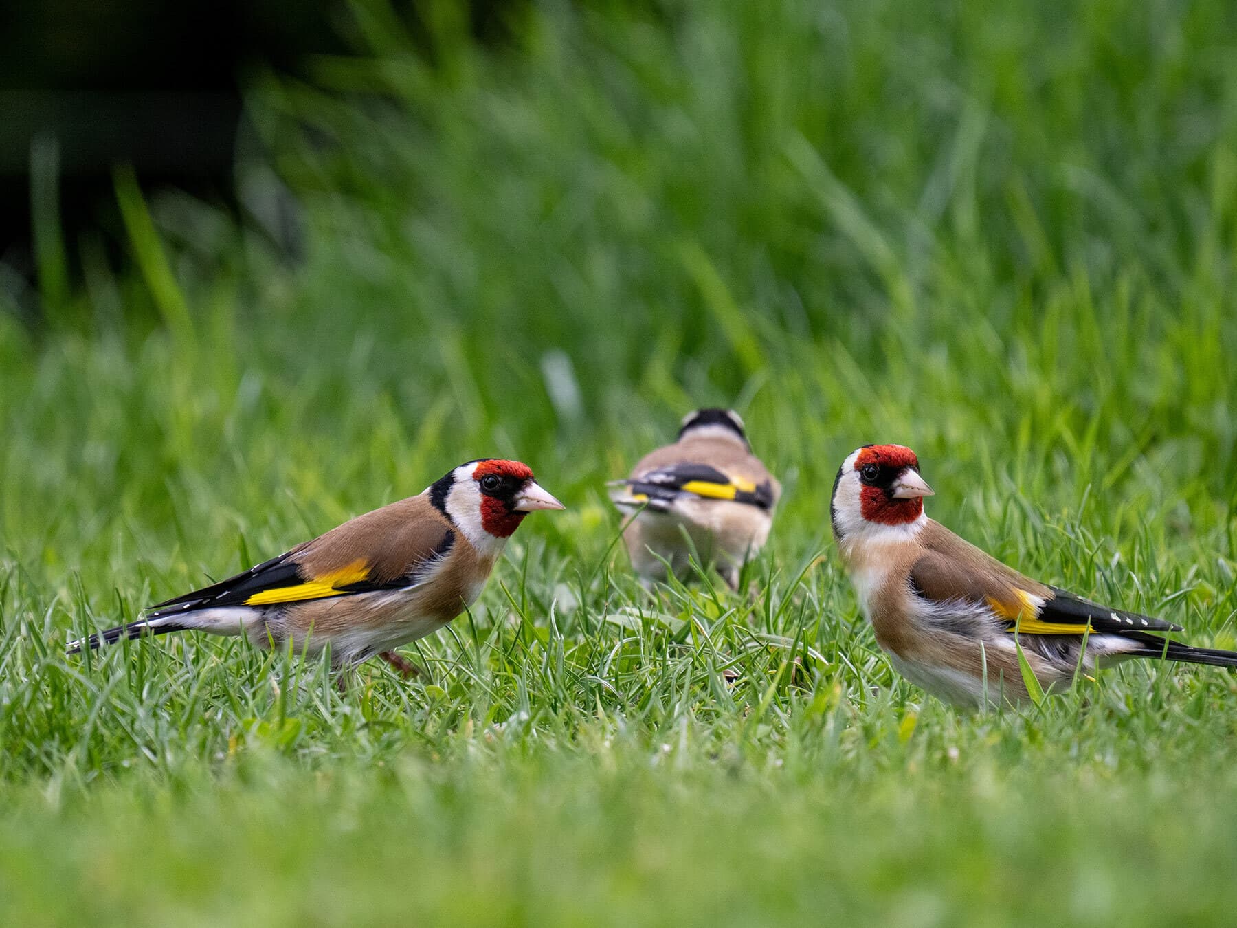 Goldfinches foraging on the lawn
