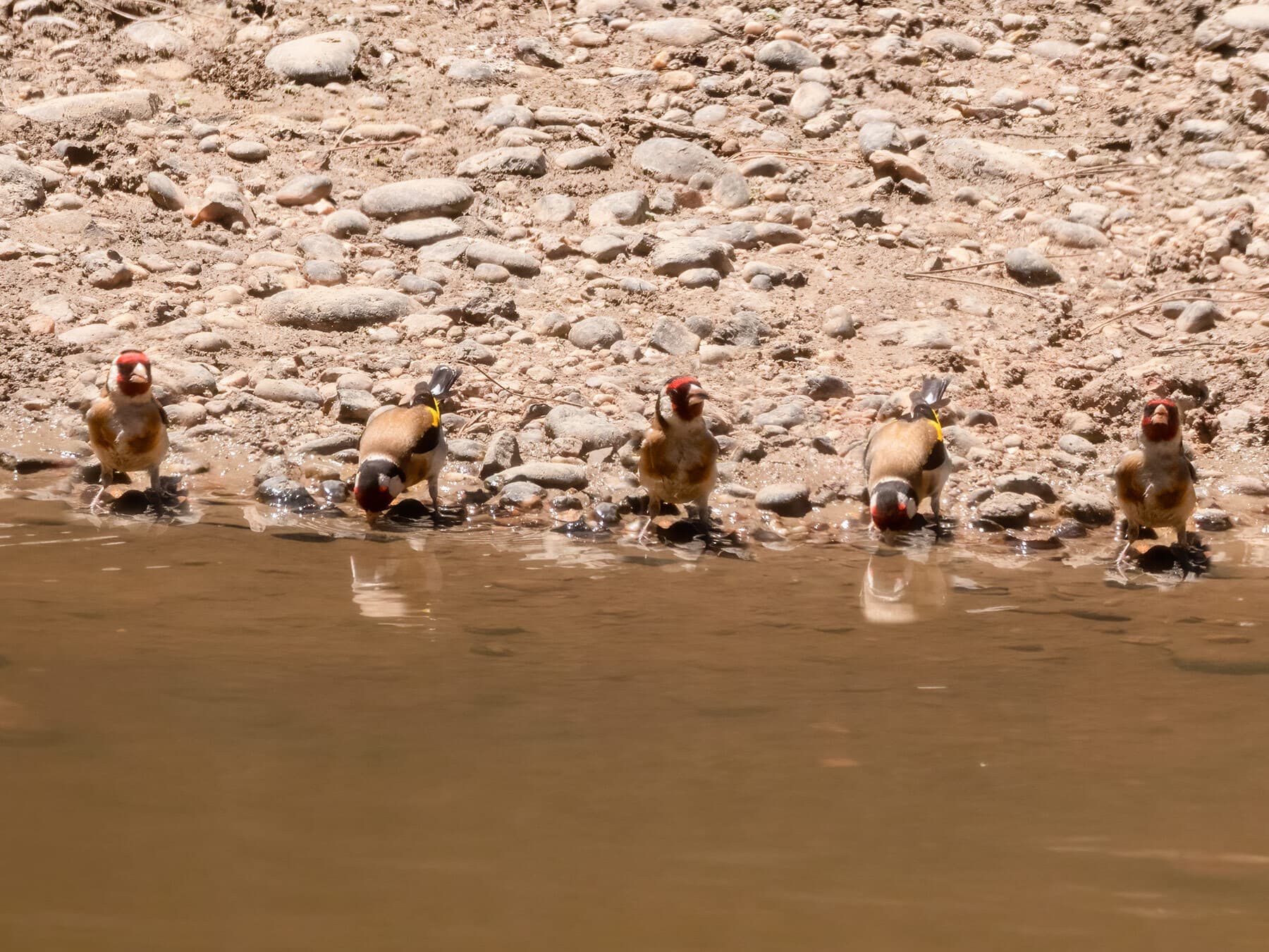 Goldfinches in spain