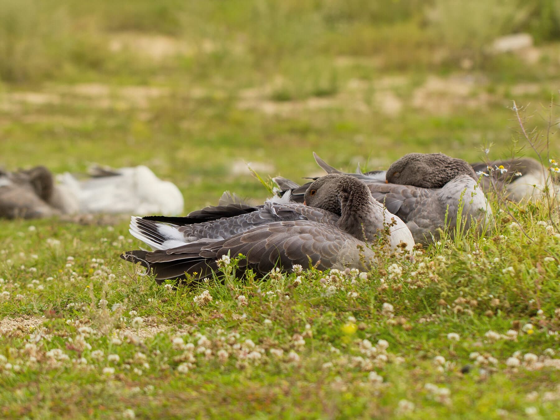 Goose flock sleeping