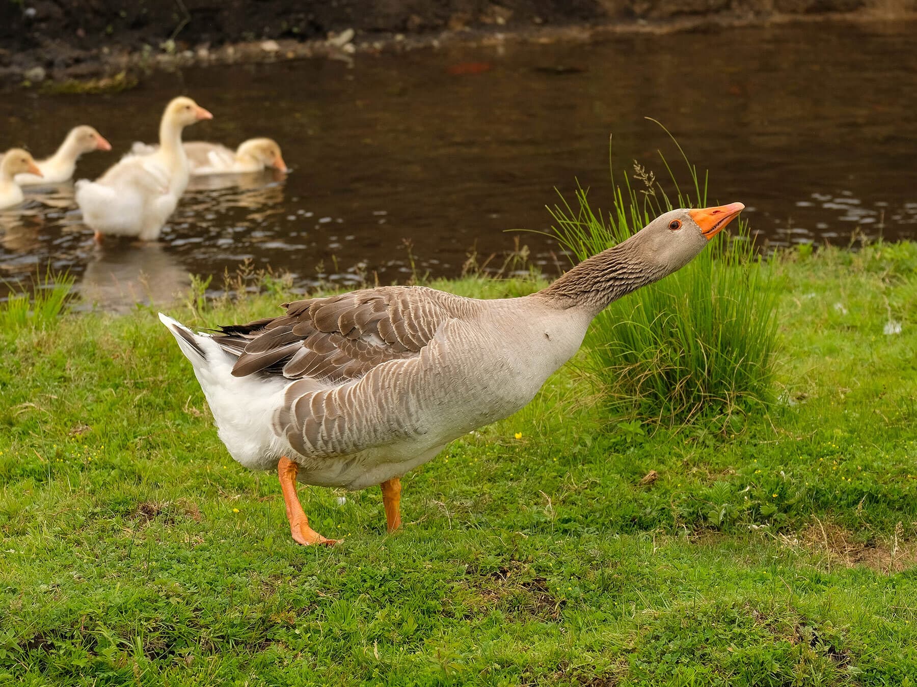 Goose protecting goslings