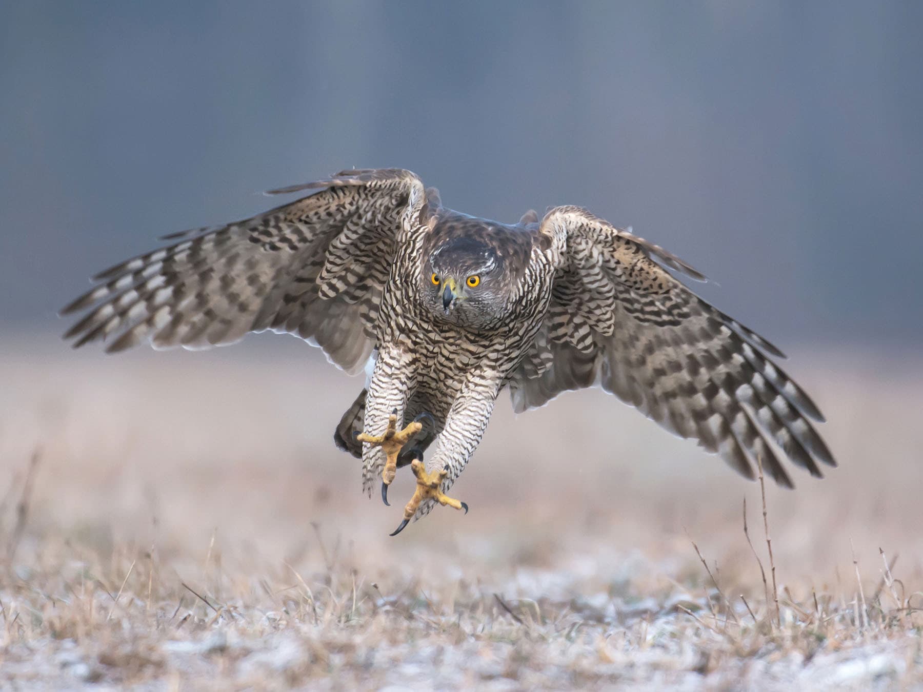 Northern Goshawk | Birdfact