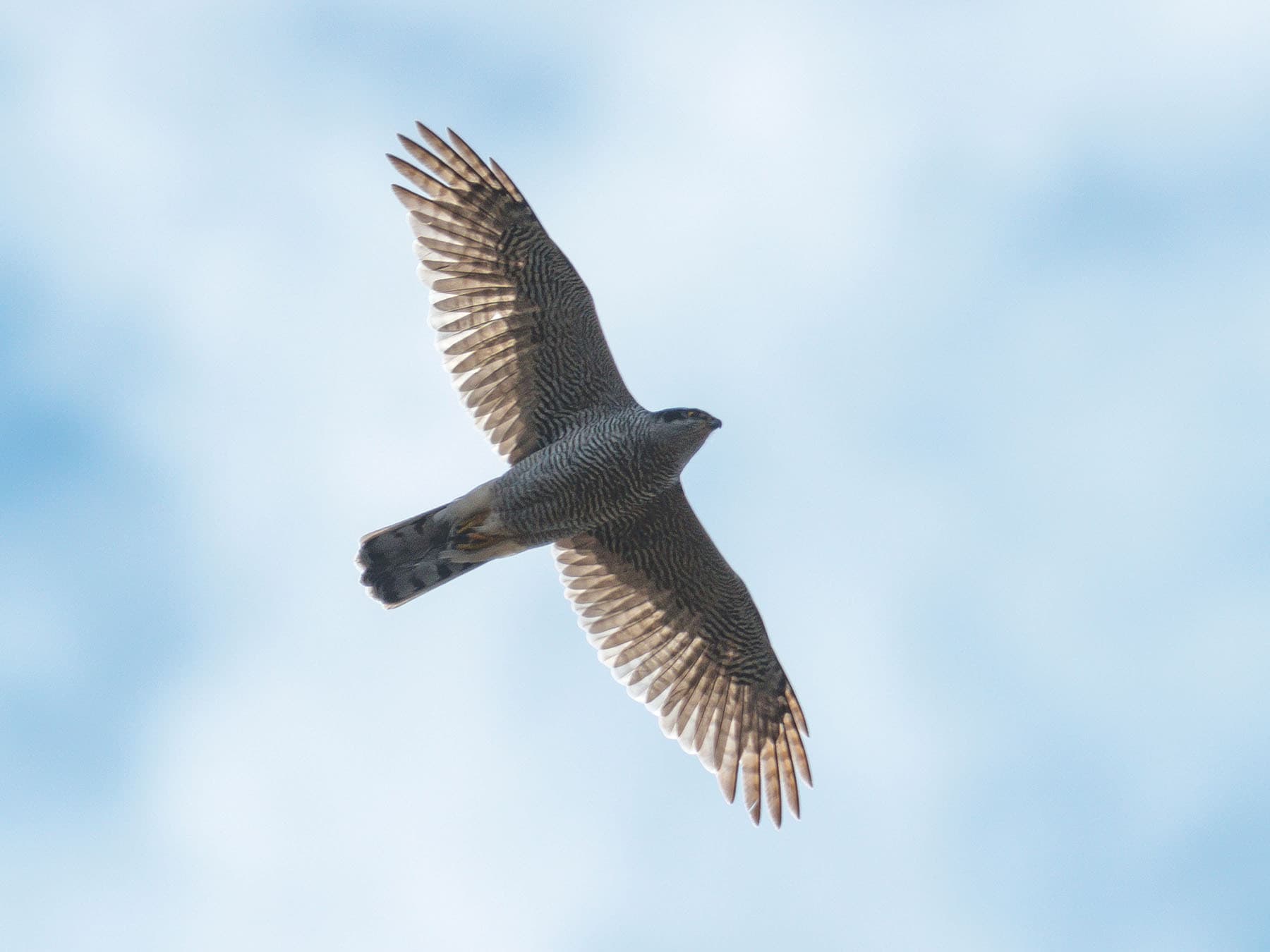 Goshawk in flight, from below
