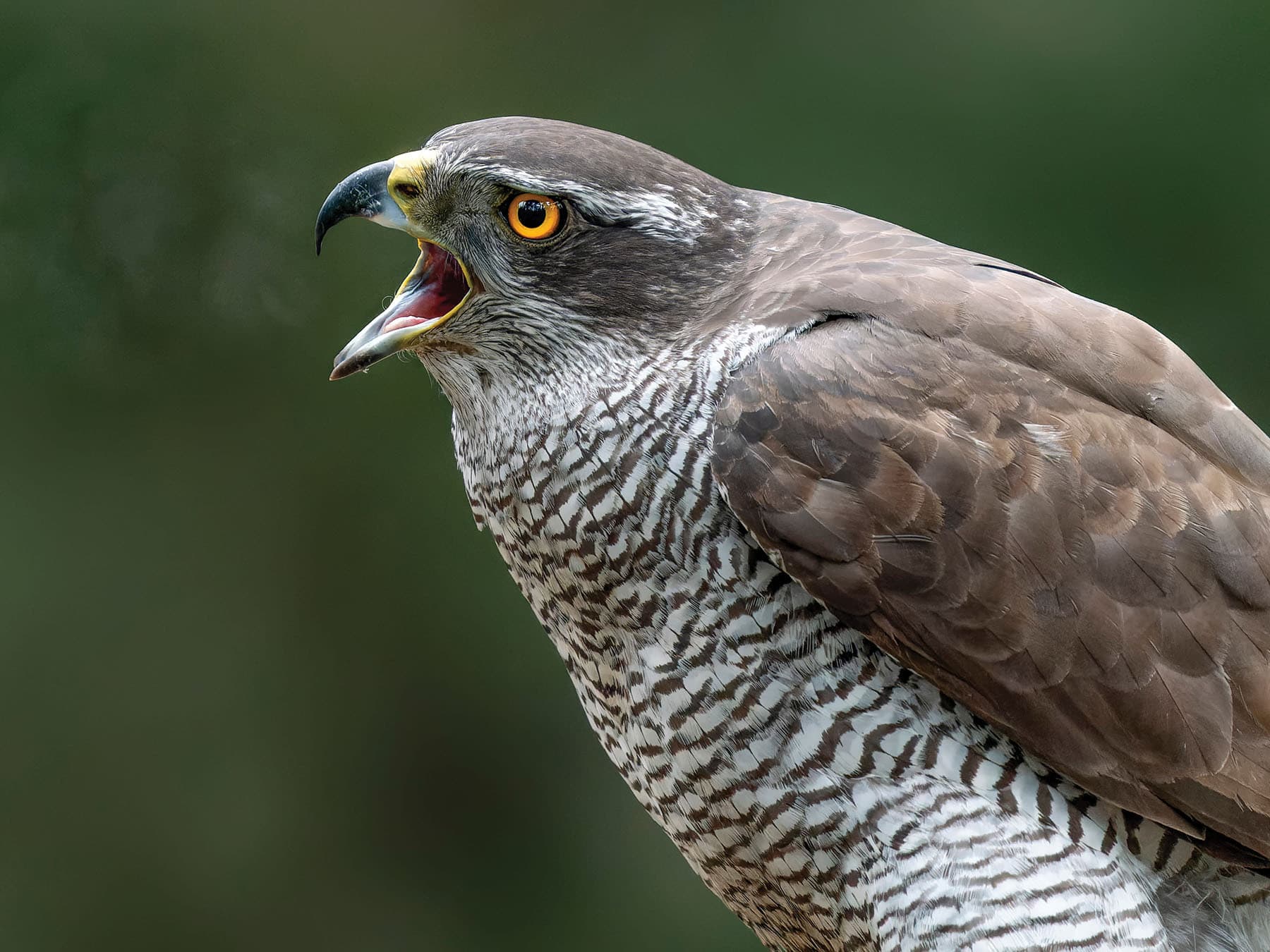 Close up portrait of a Goshawk