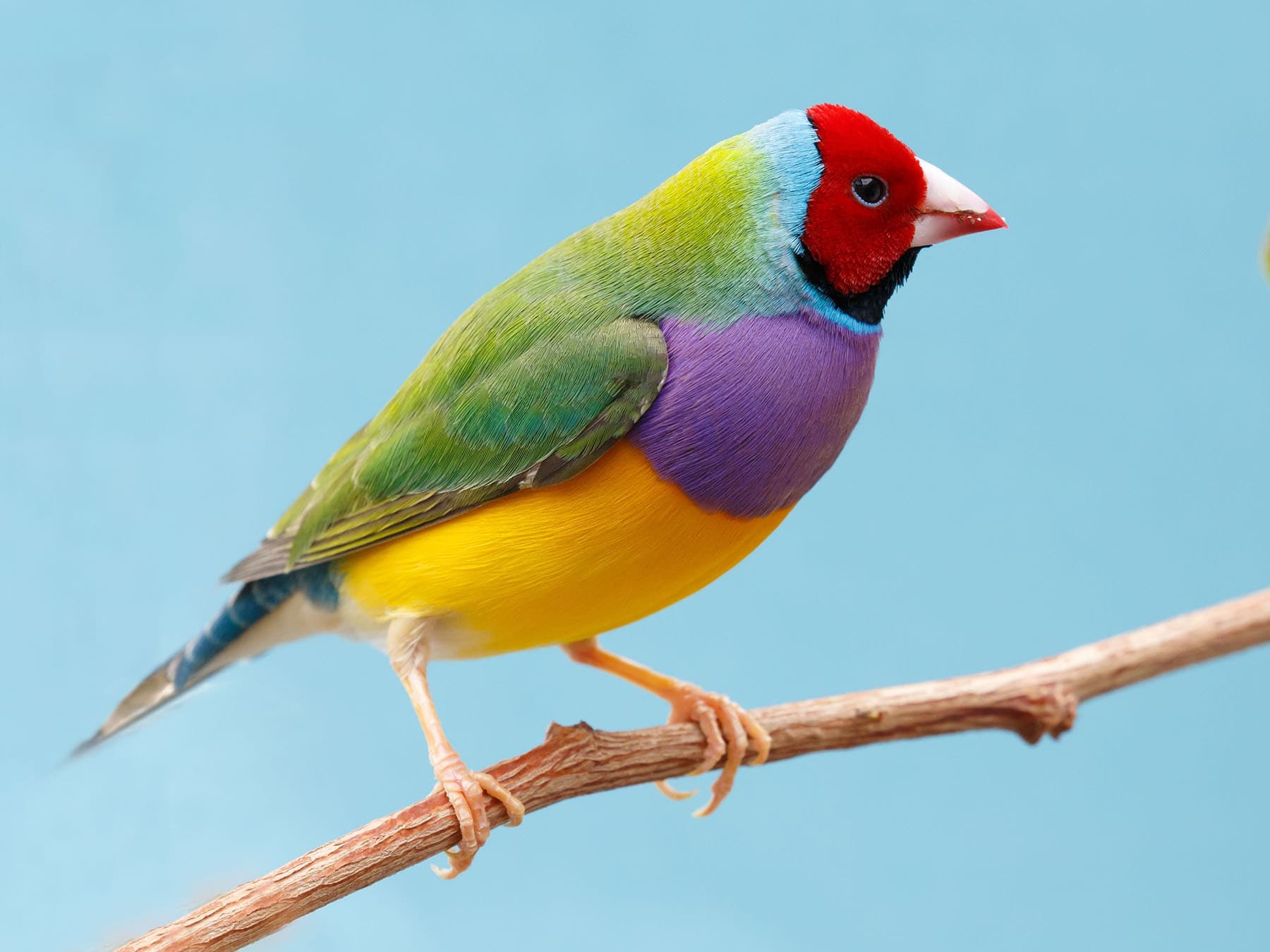 Gouldian Finch close up