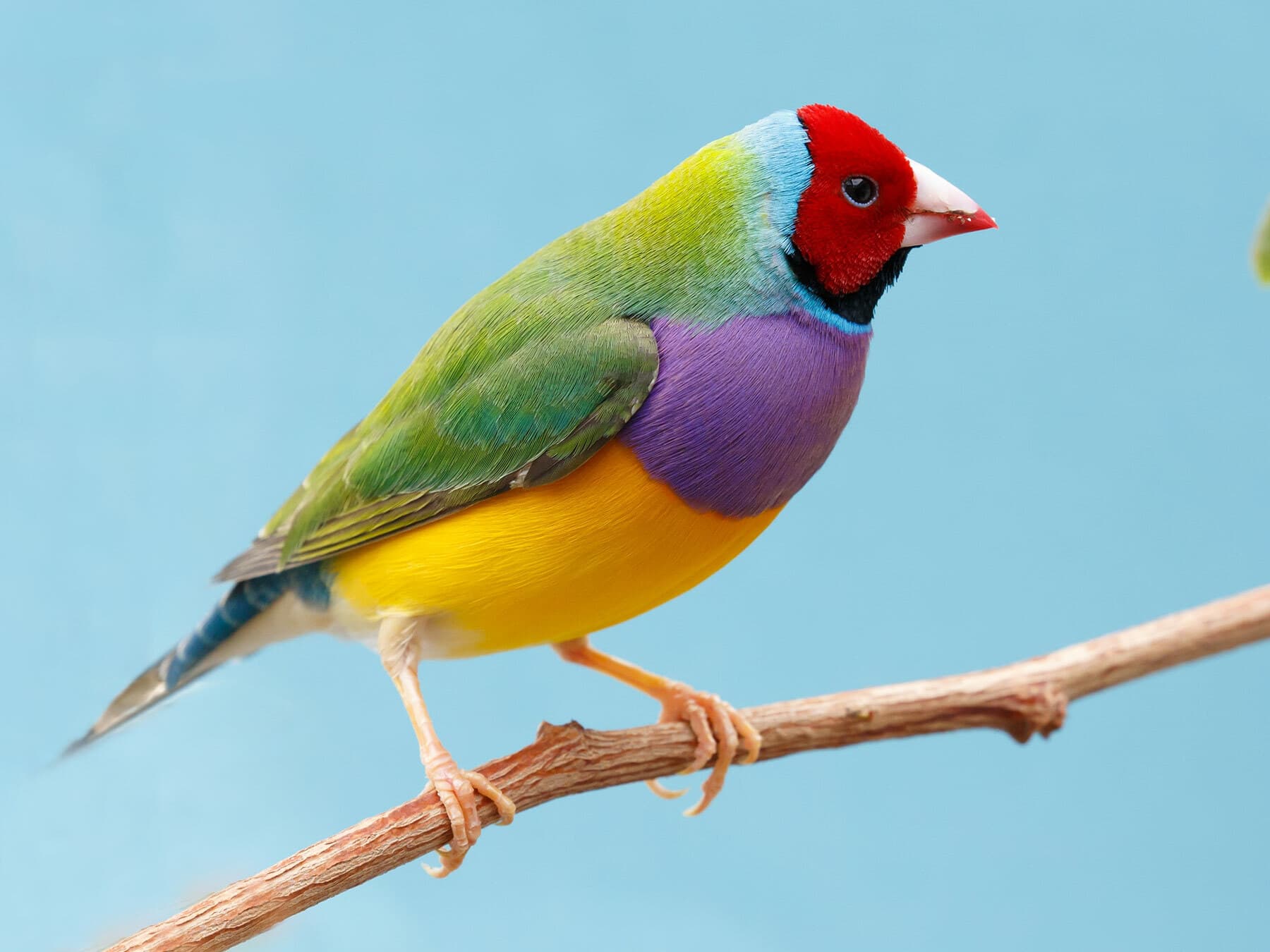 Global Overview of Bird Diversity: How Many Bird Species Exist? | Birdfact