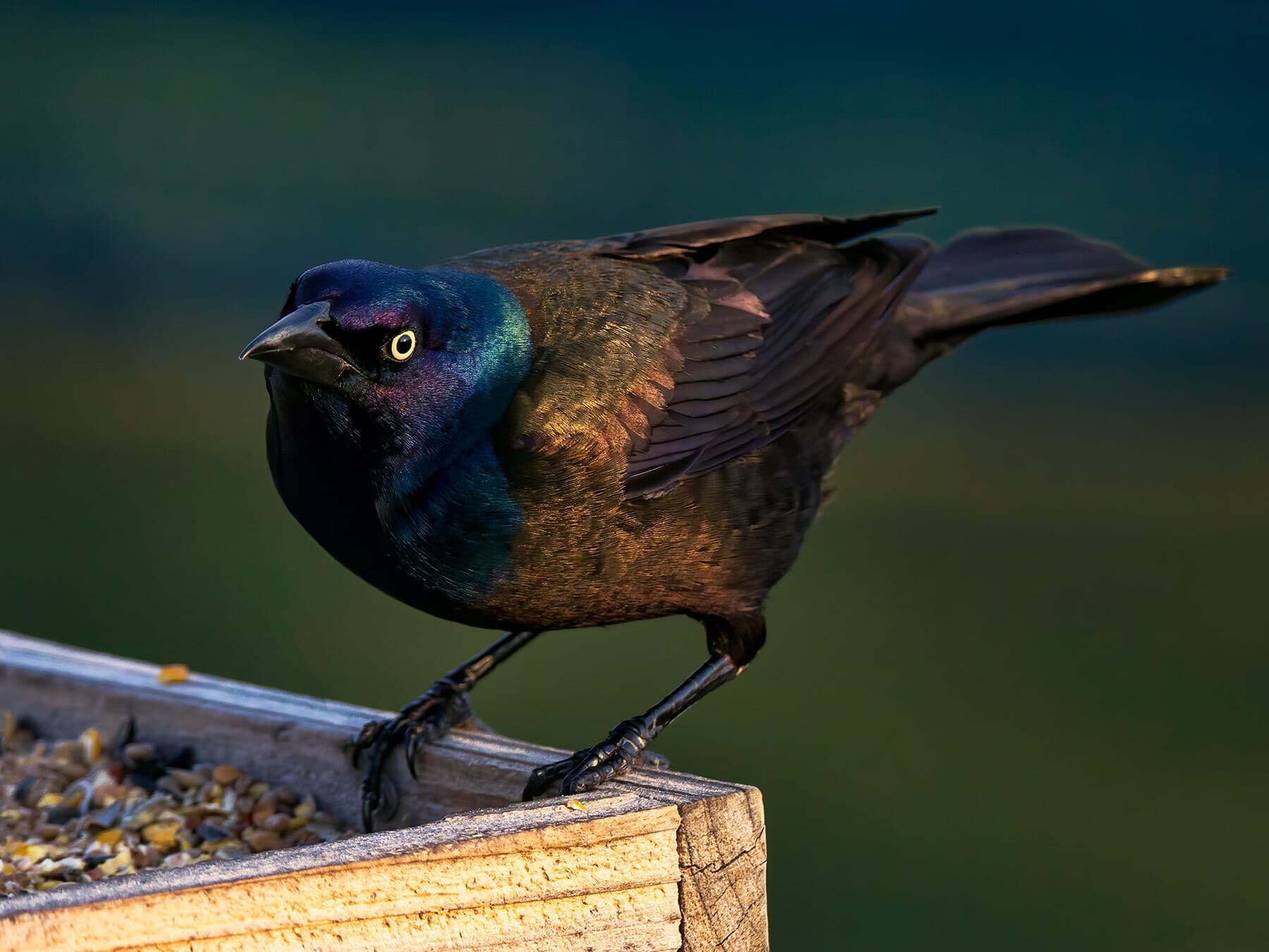 Grackle at bird feeder