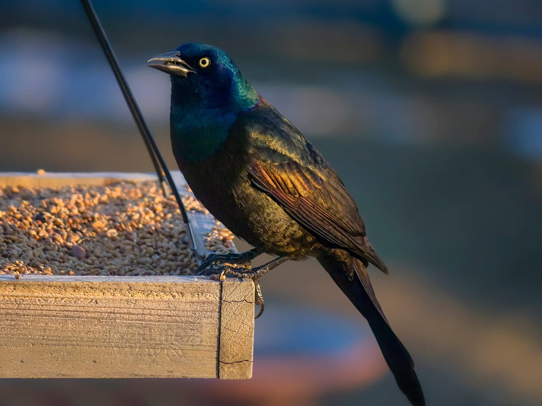 Grackle at feeder