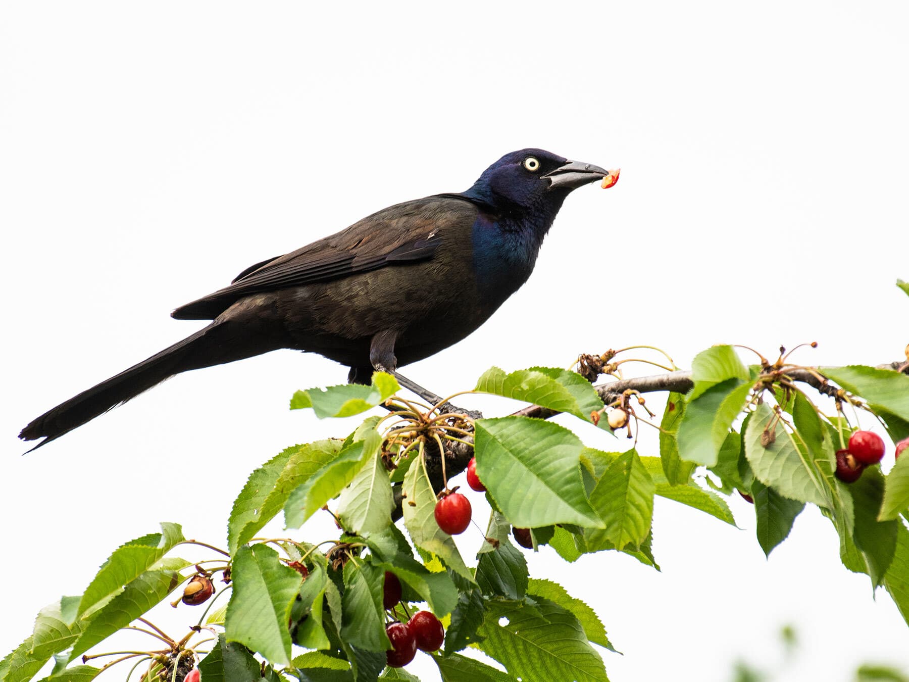 Grackle eating fruit