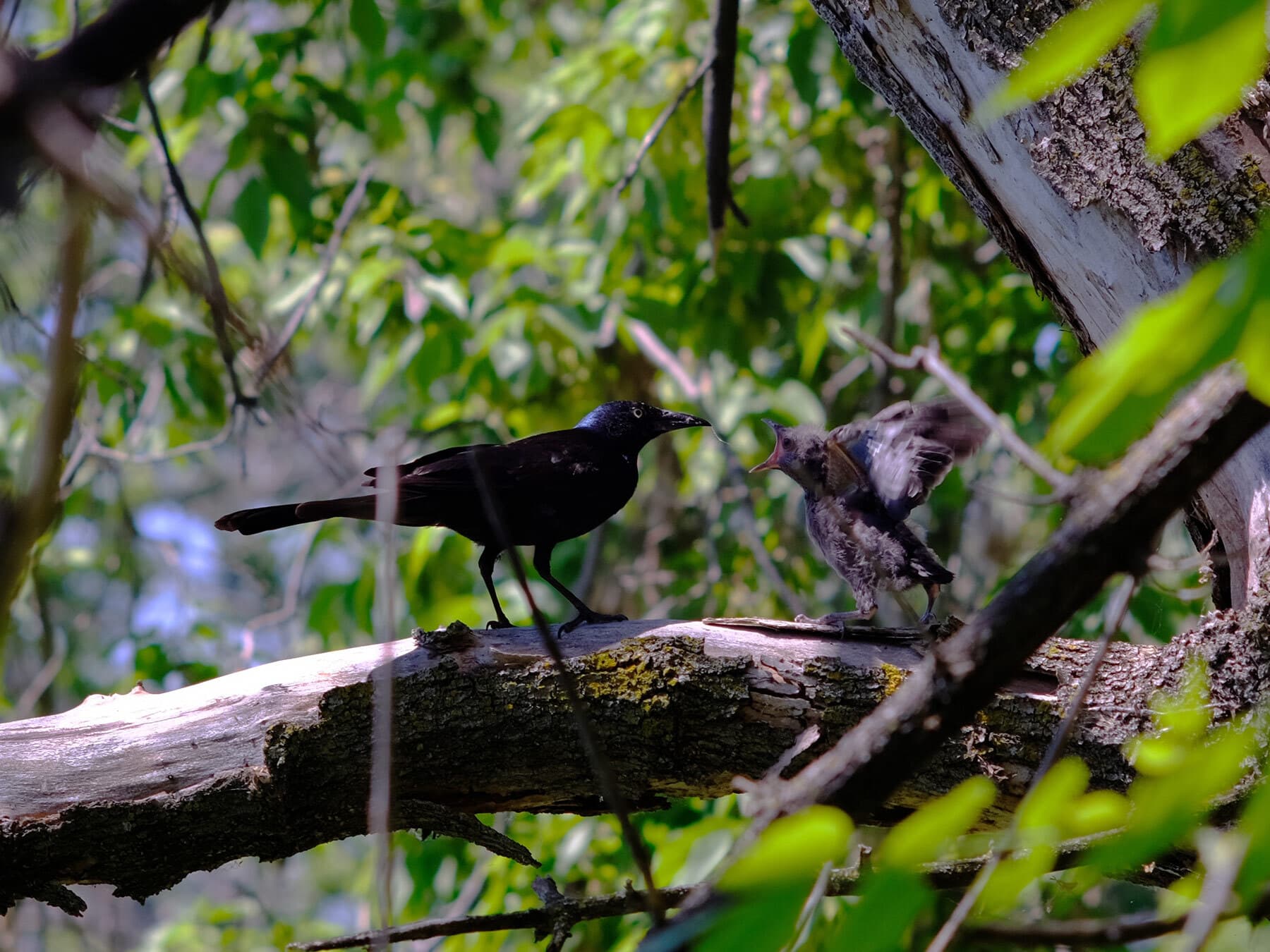 Grackle feeding chick