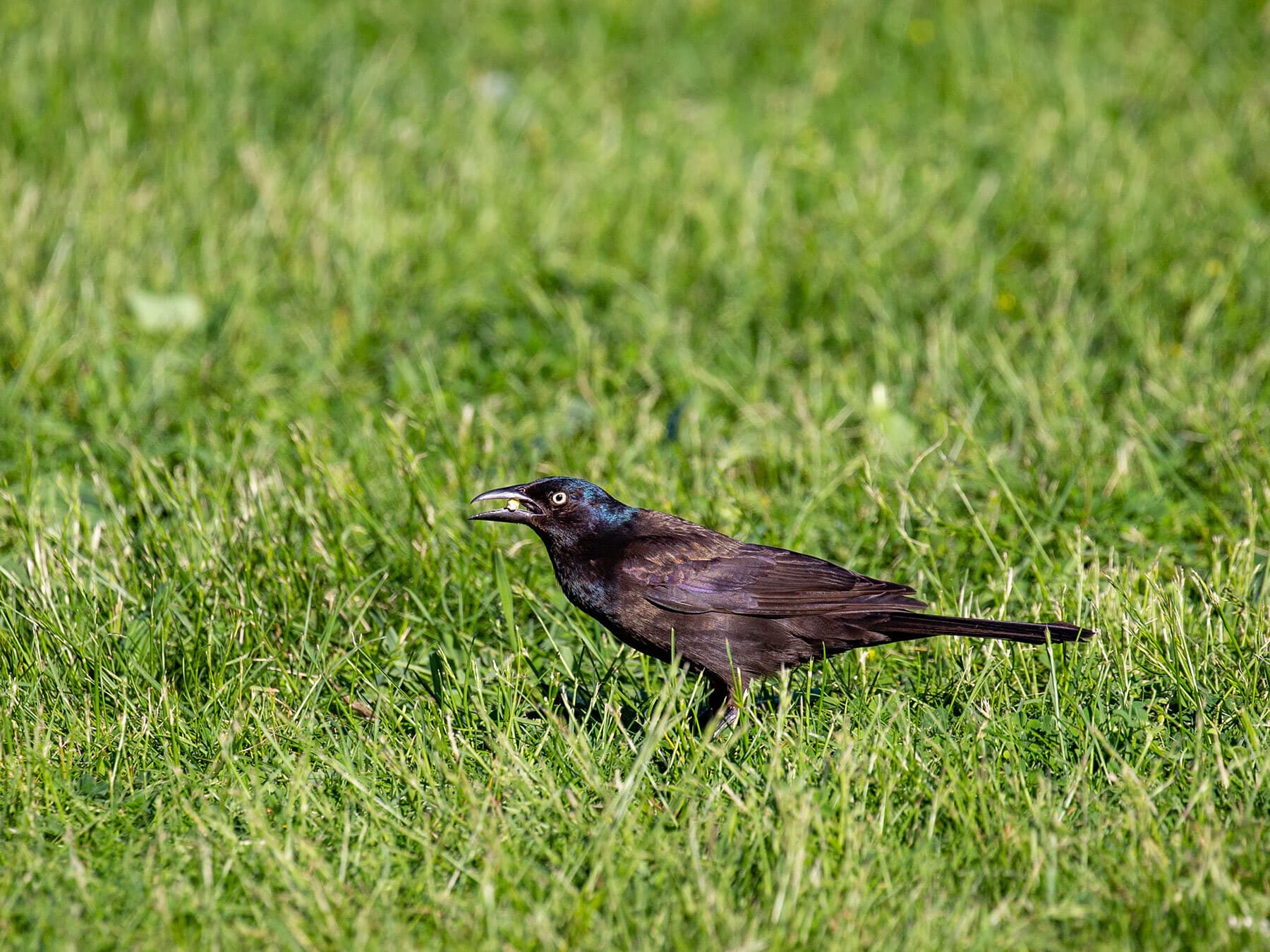 Grackle foraging