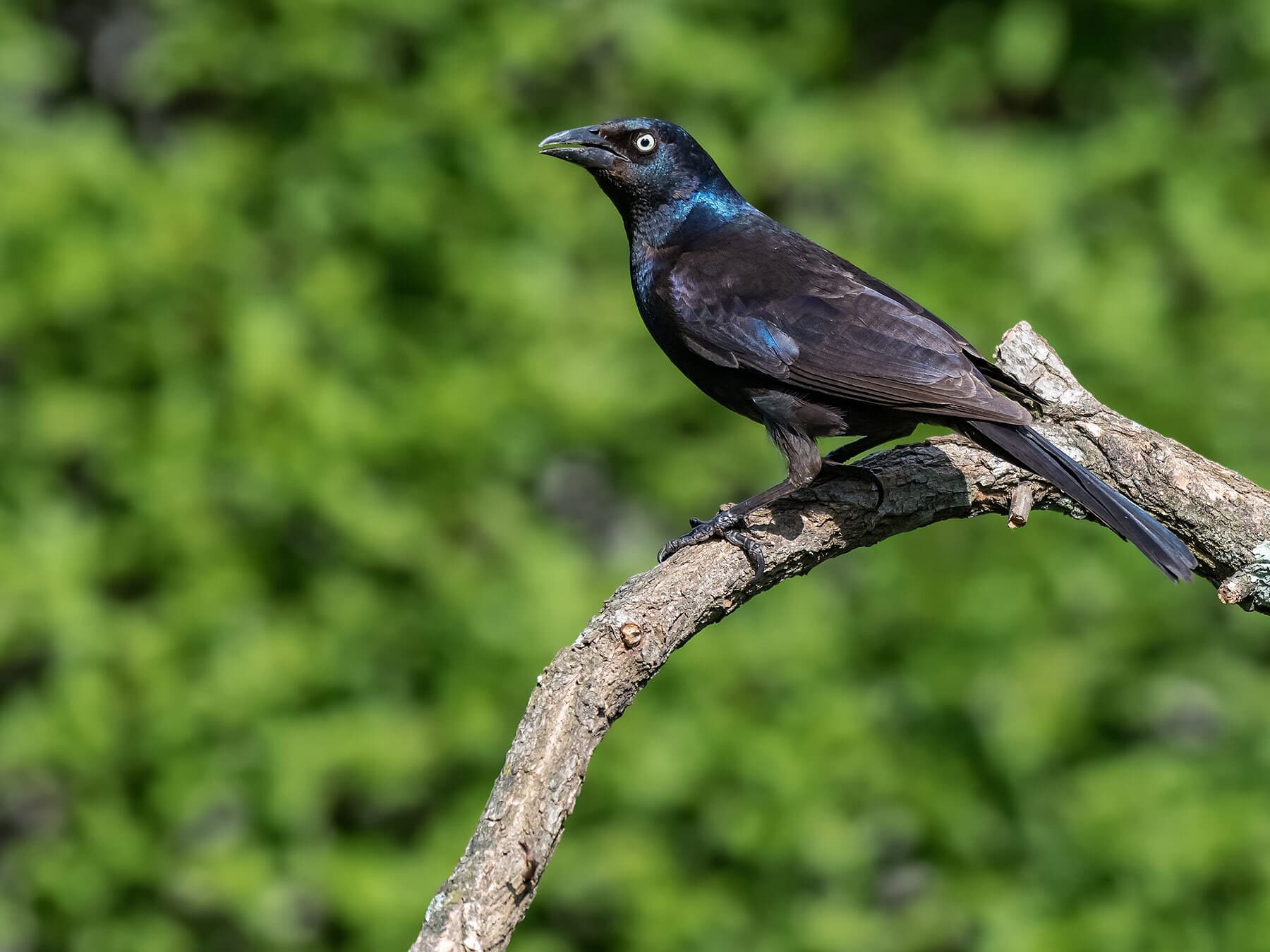 Grackle perched on branch