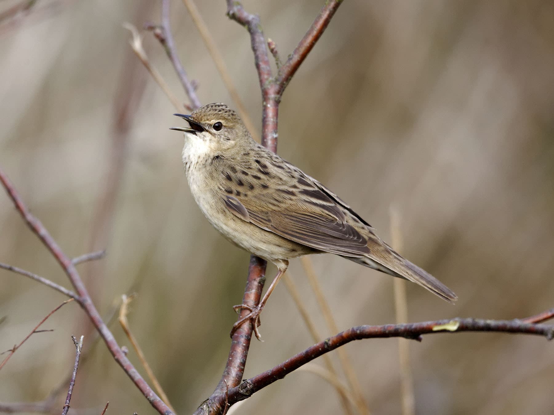 Grasshopper Warbler singing from a perch