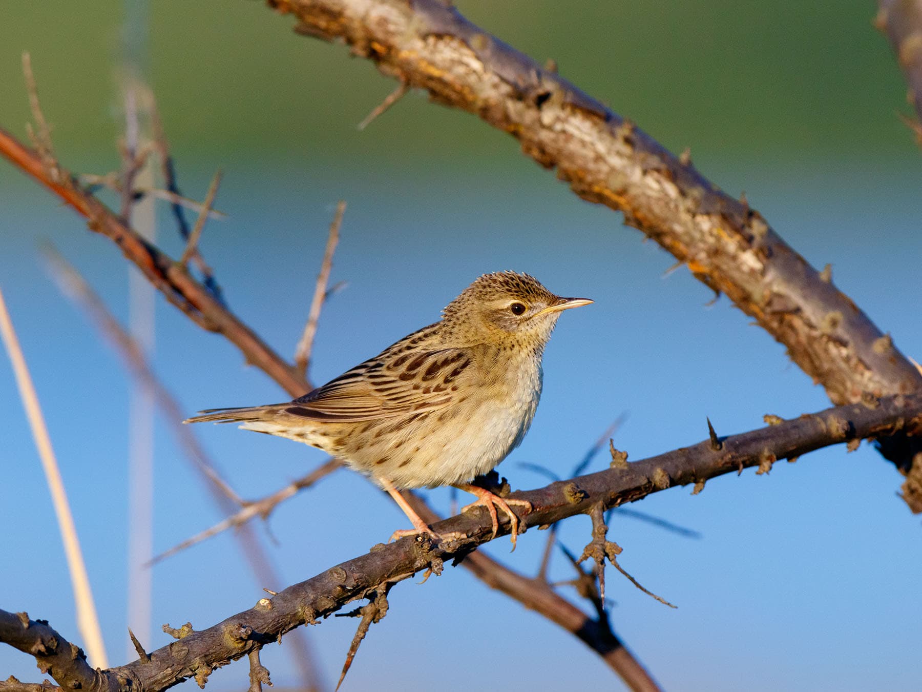 Grasshopper Warblers mainly feed on insects, which they forage for on the ground