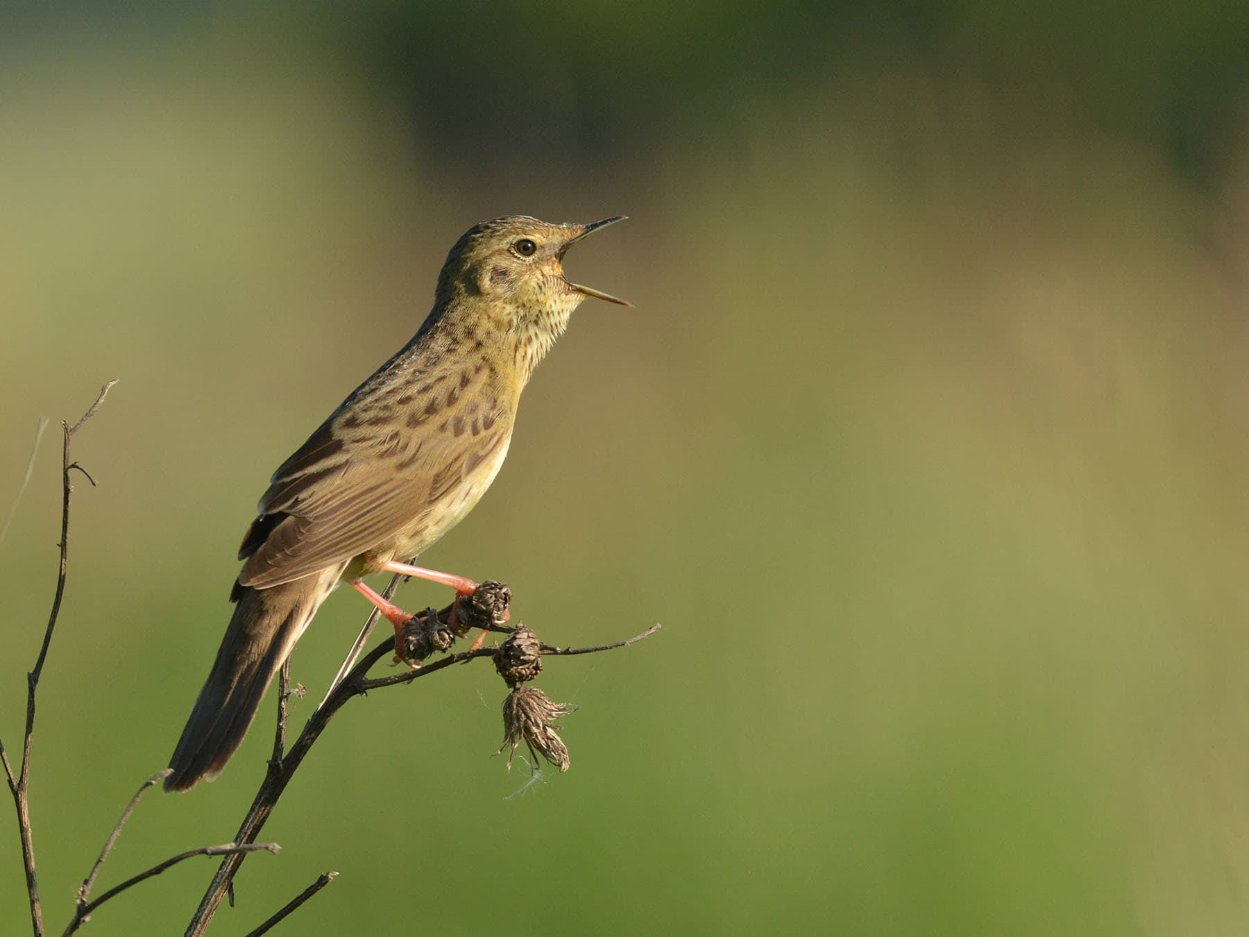 Grasshopper Warblers are most commonly spotted in scrubland, reedbeds and marshes.