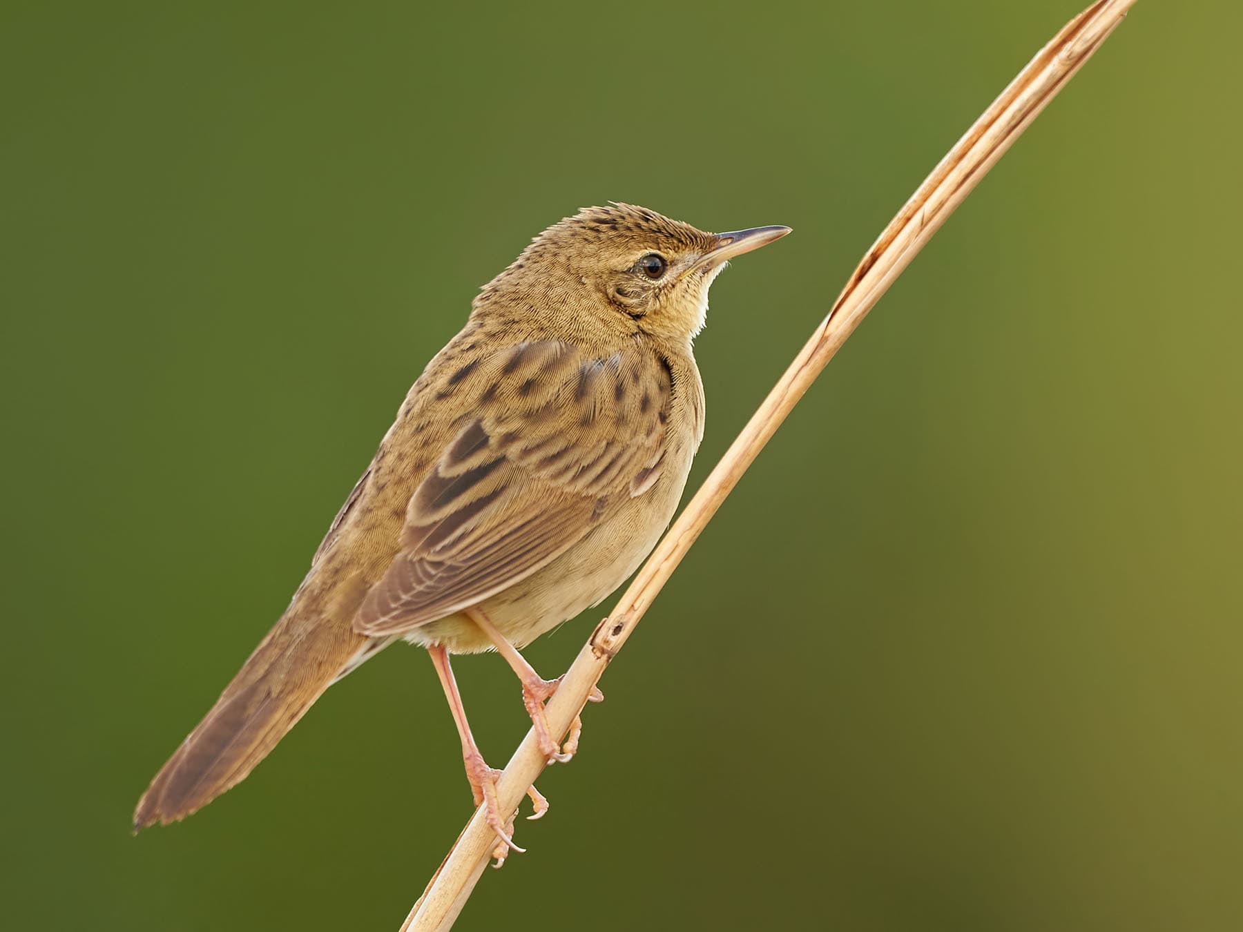 Common Grasshopper Warbler perched on a reed