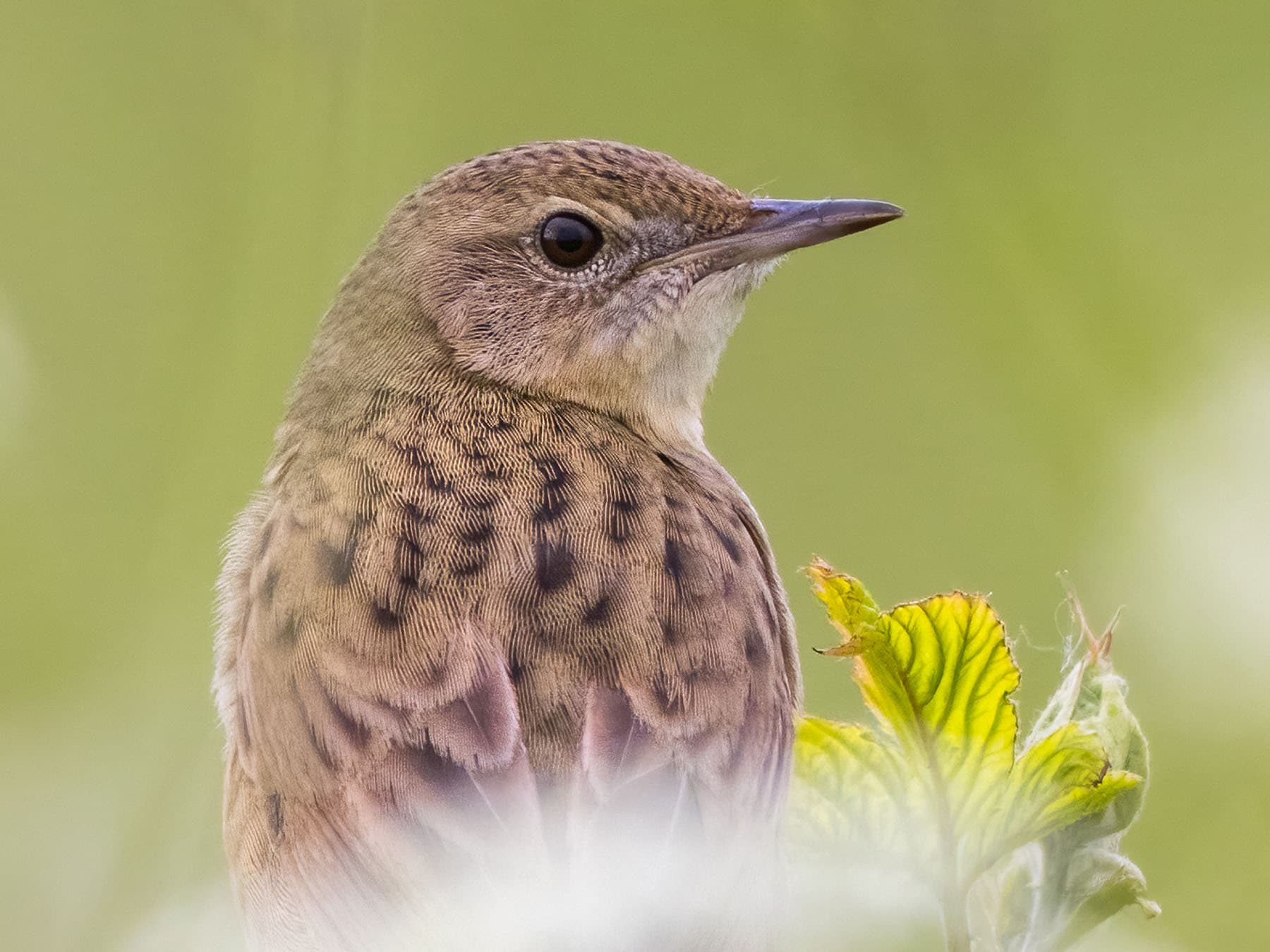 Close up portrait of a Grasshopper Warbler