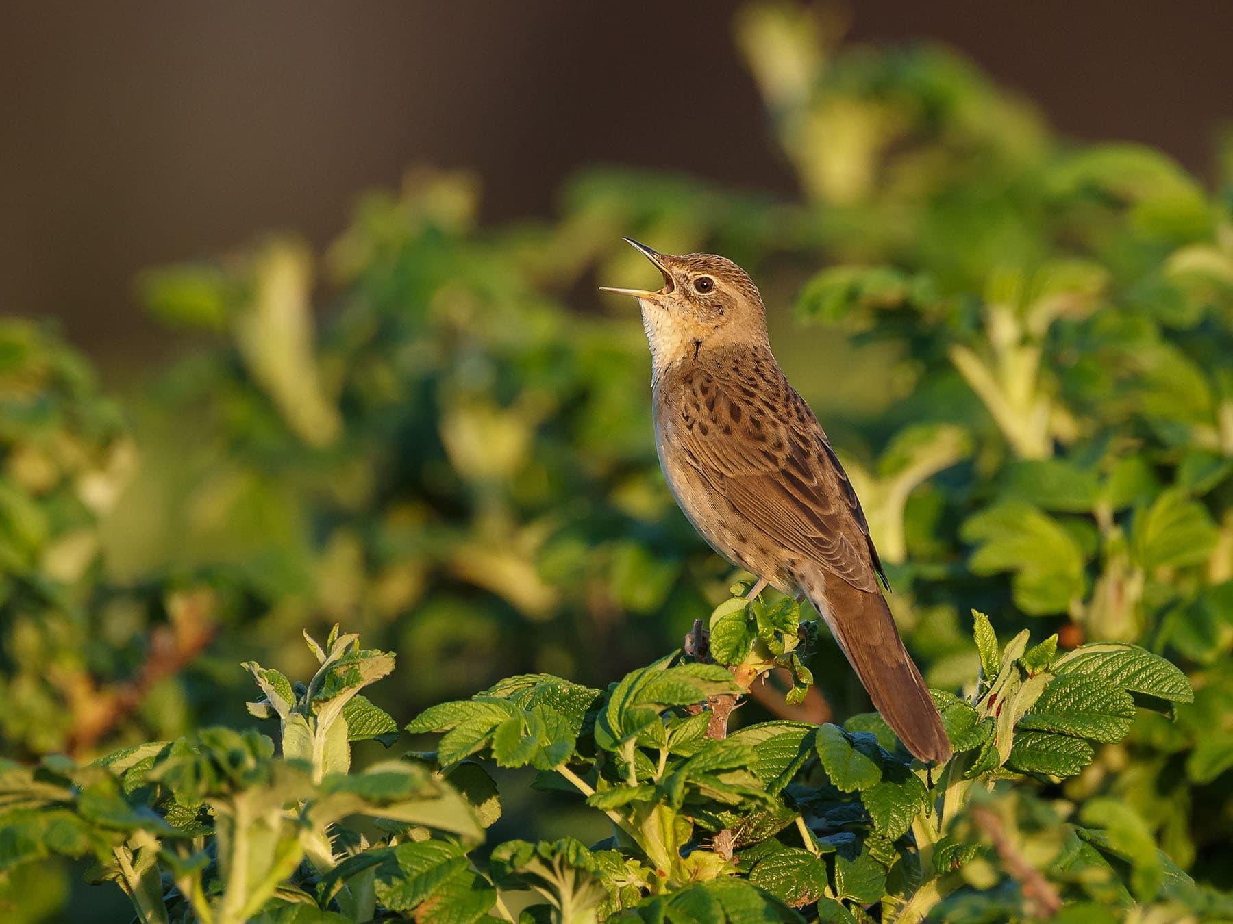 Grasshopper Warblers are a highly vocal species with an extremely distinctive call