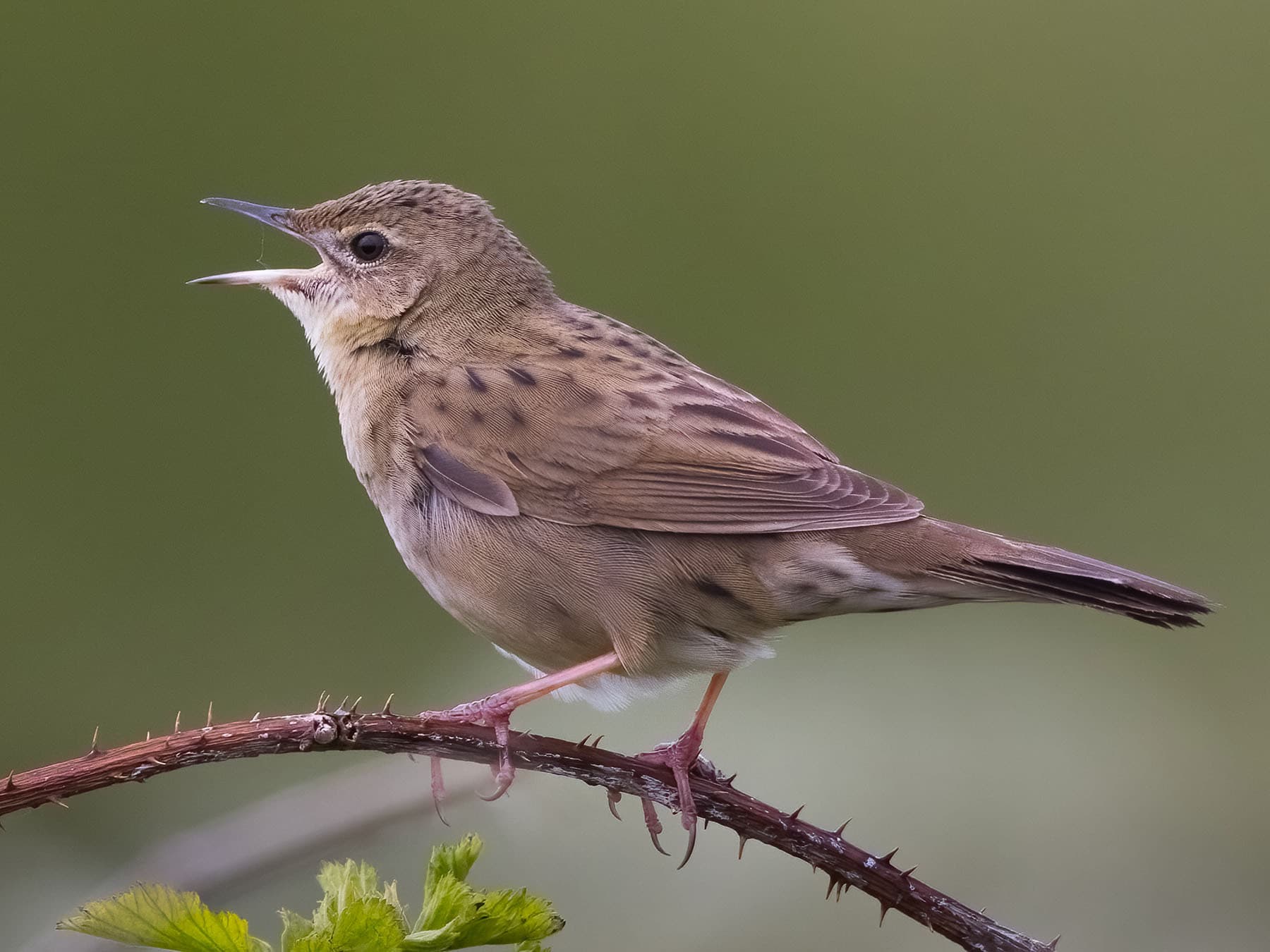 Grasshopper Warblers usually start to arrive in the UK from April