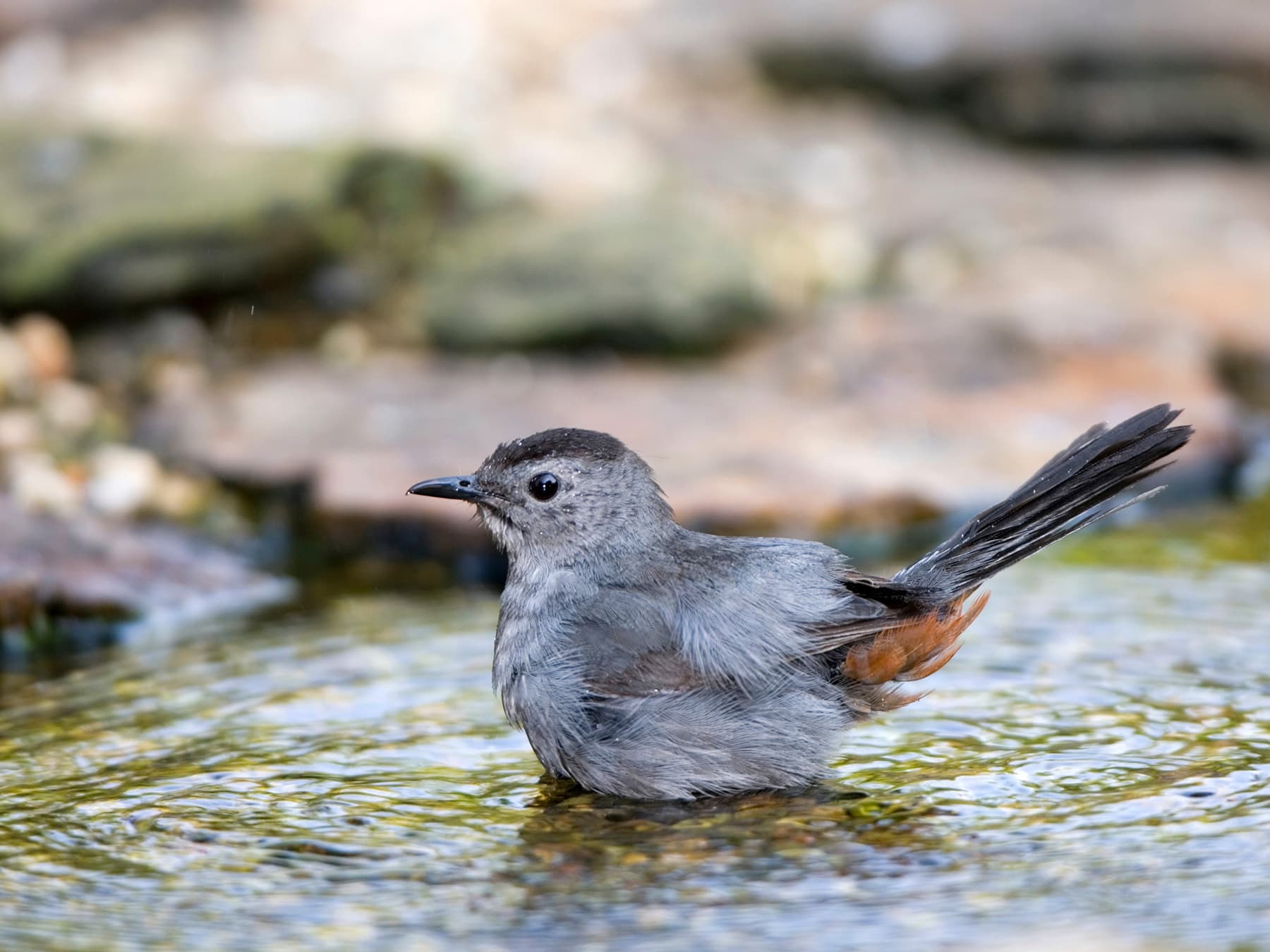 Gray catbird bathing in bird bath