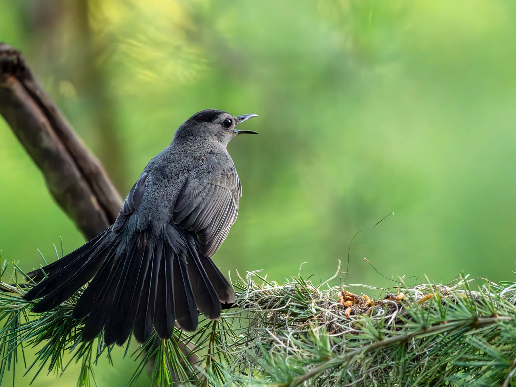 Gray Catbird perched on a vine singing
