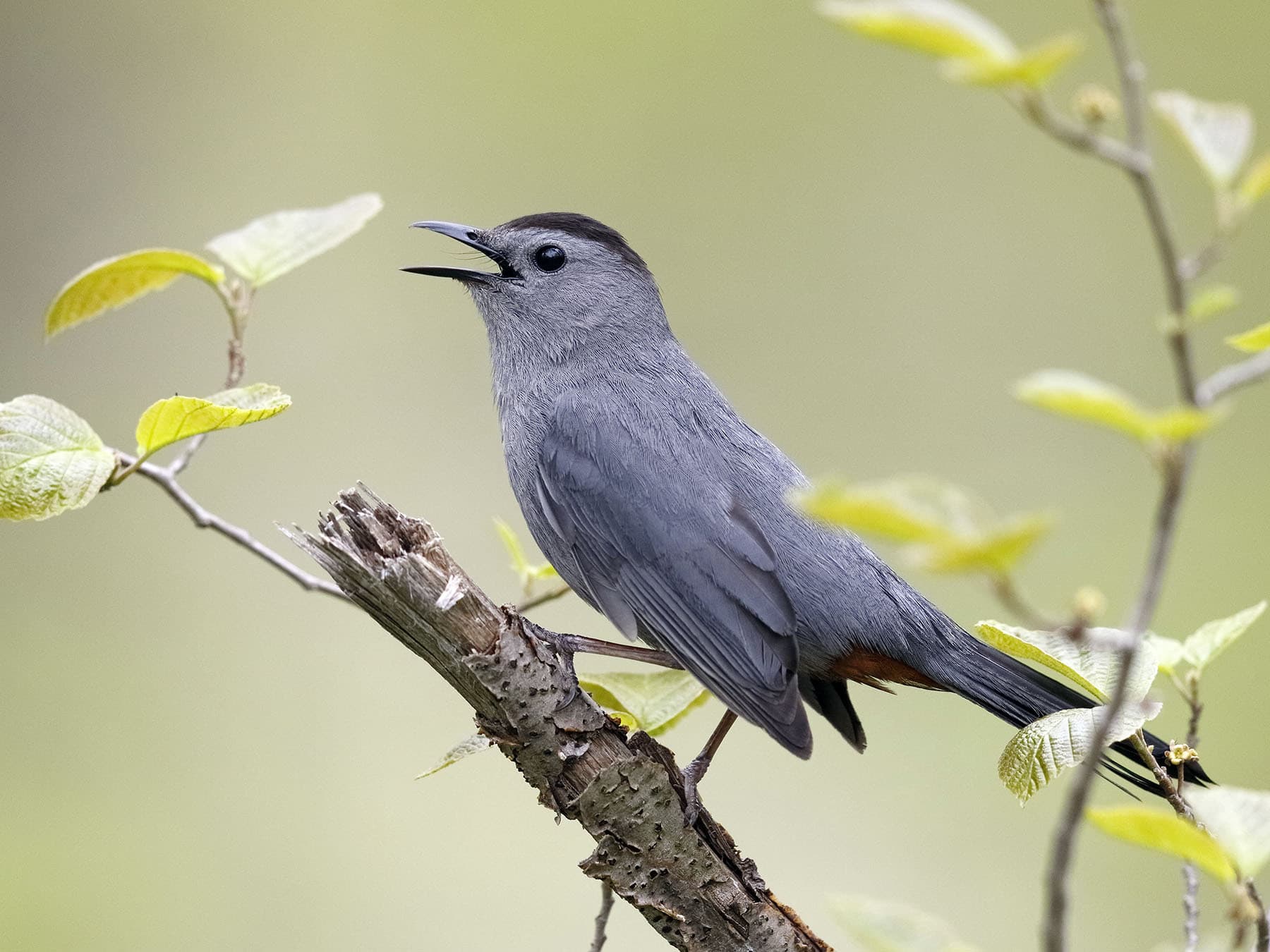 Gray Catbird perched on a broken branch in song