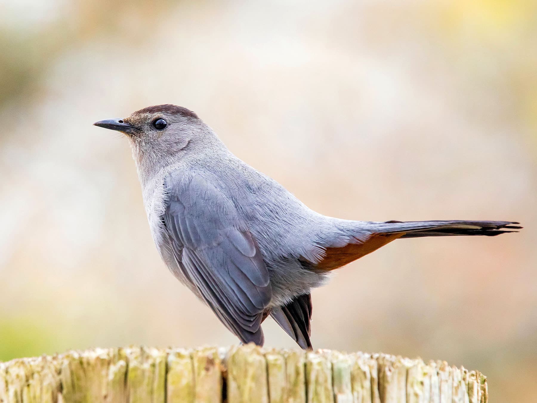 Gray Catbird standing on top of a wooden pole