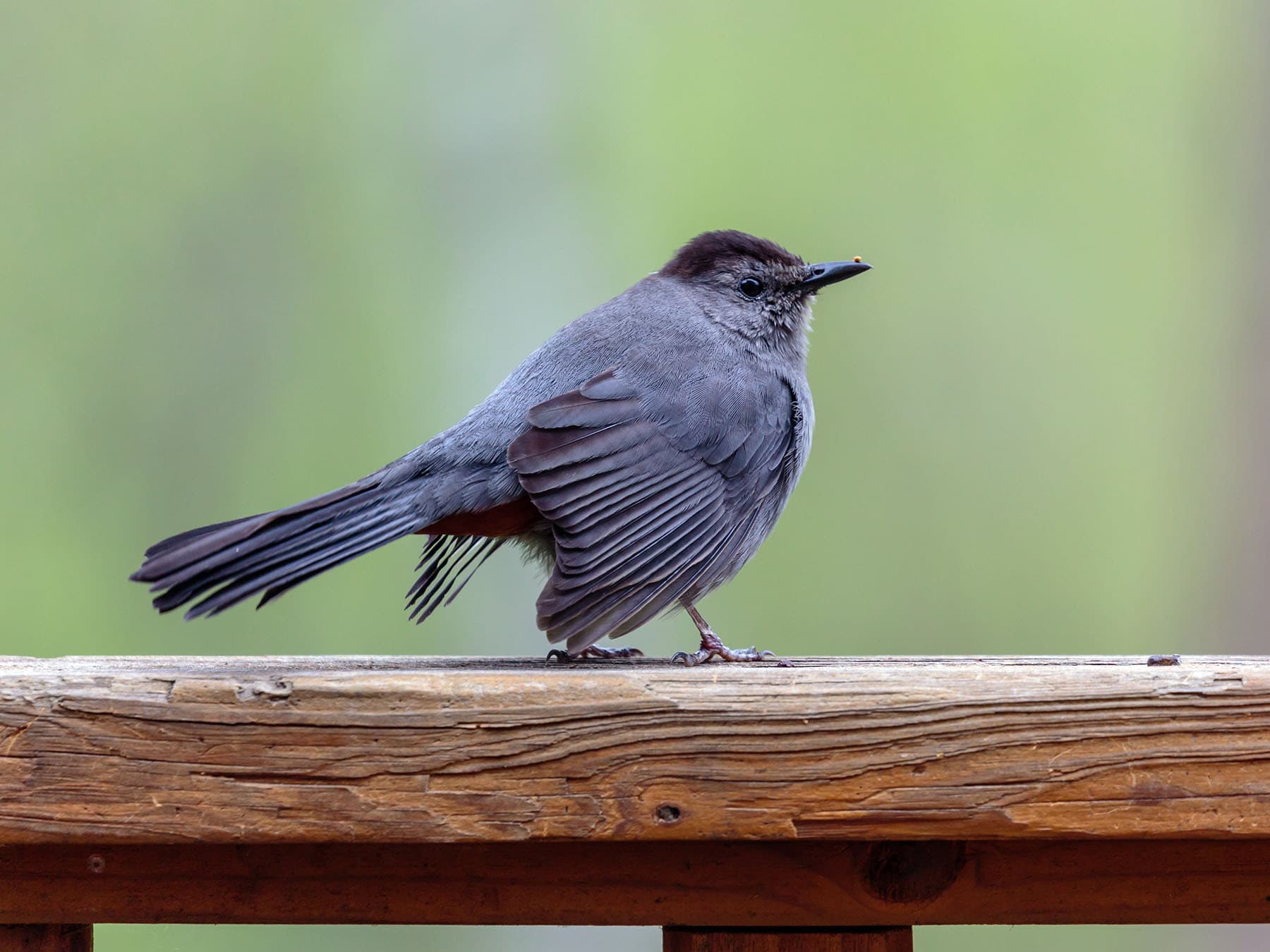 Gray Catbird walking across a wooden rail