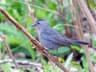 Gray Catbird