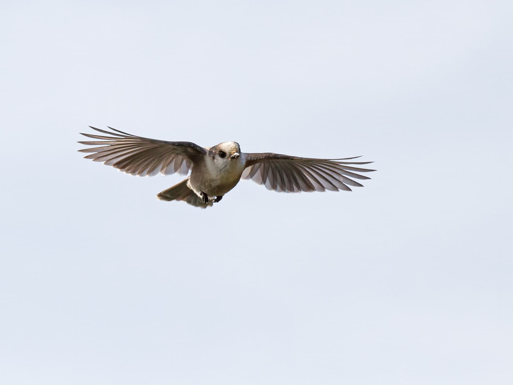 Gray jay flight