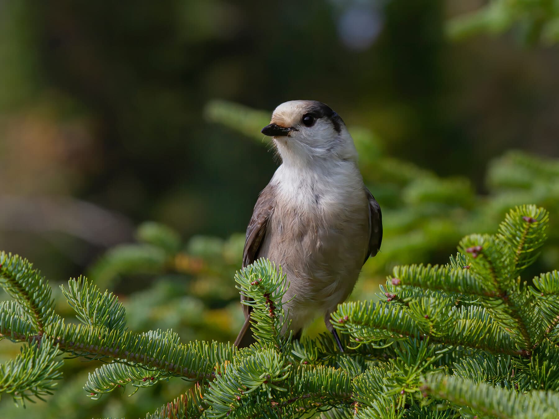 Gray jay habitat