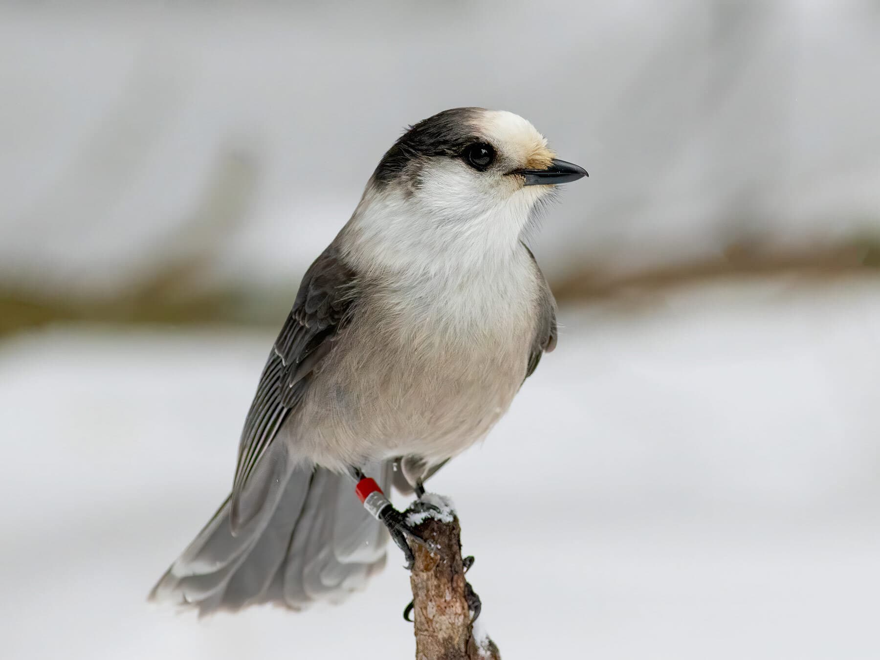 Gray jay