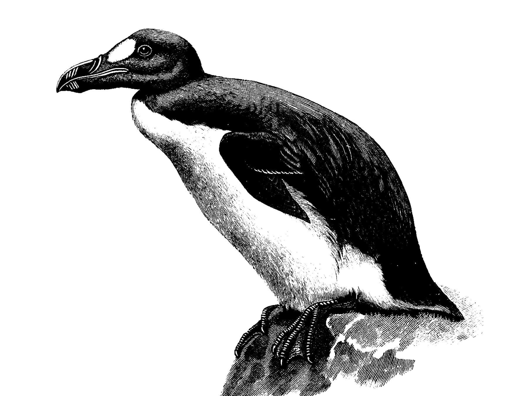 An illustration of a Great Auk on the rocks