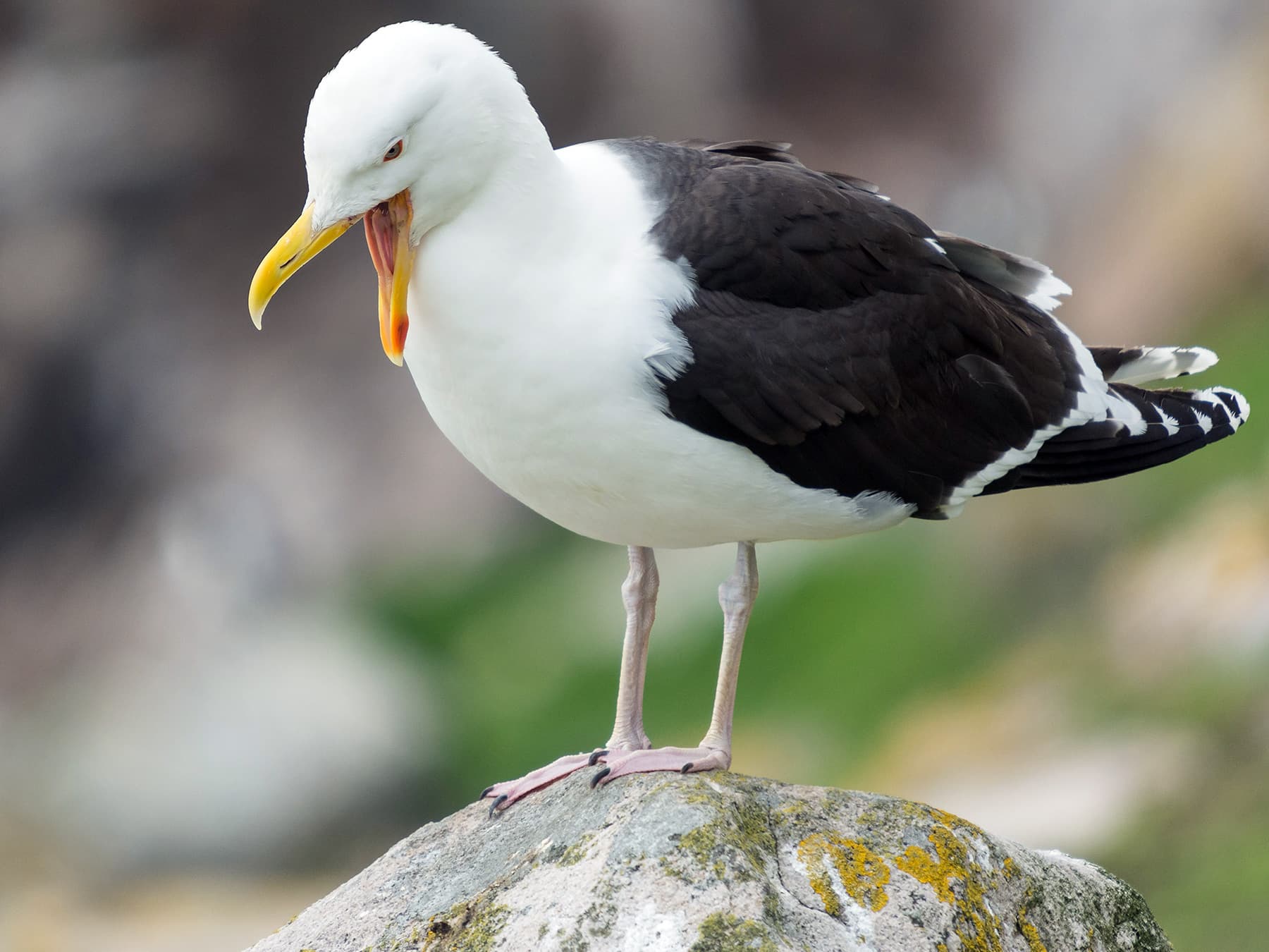 Great Black-backed Gull calling