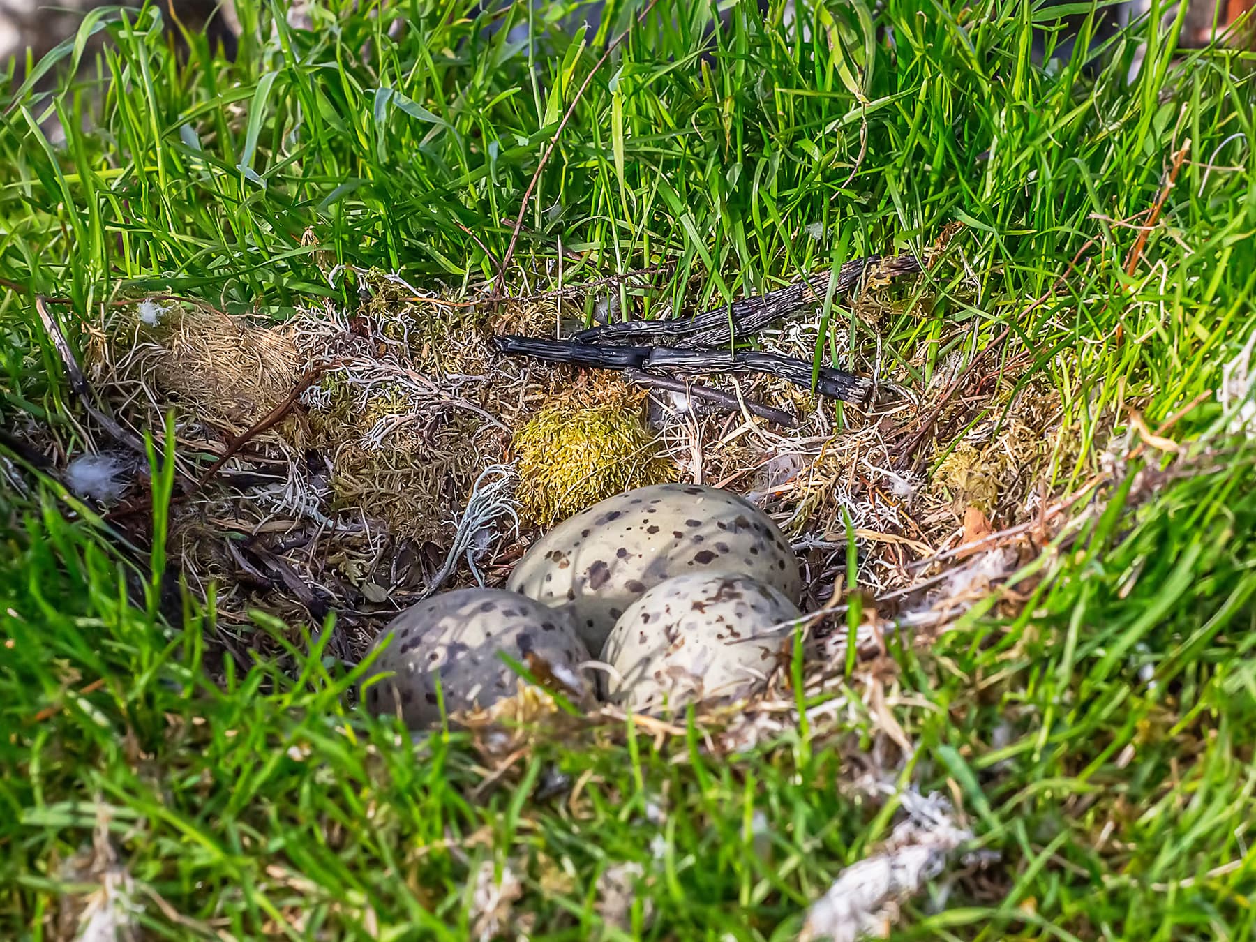 Nest of a Great Black-backed Gull with three eggs