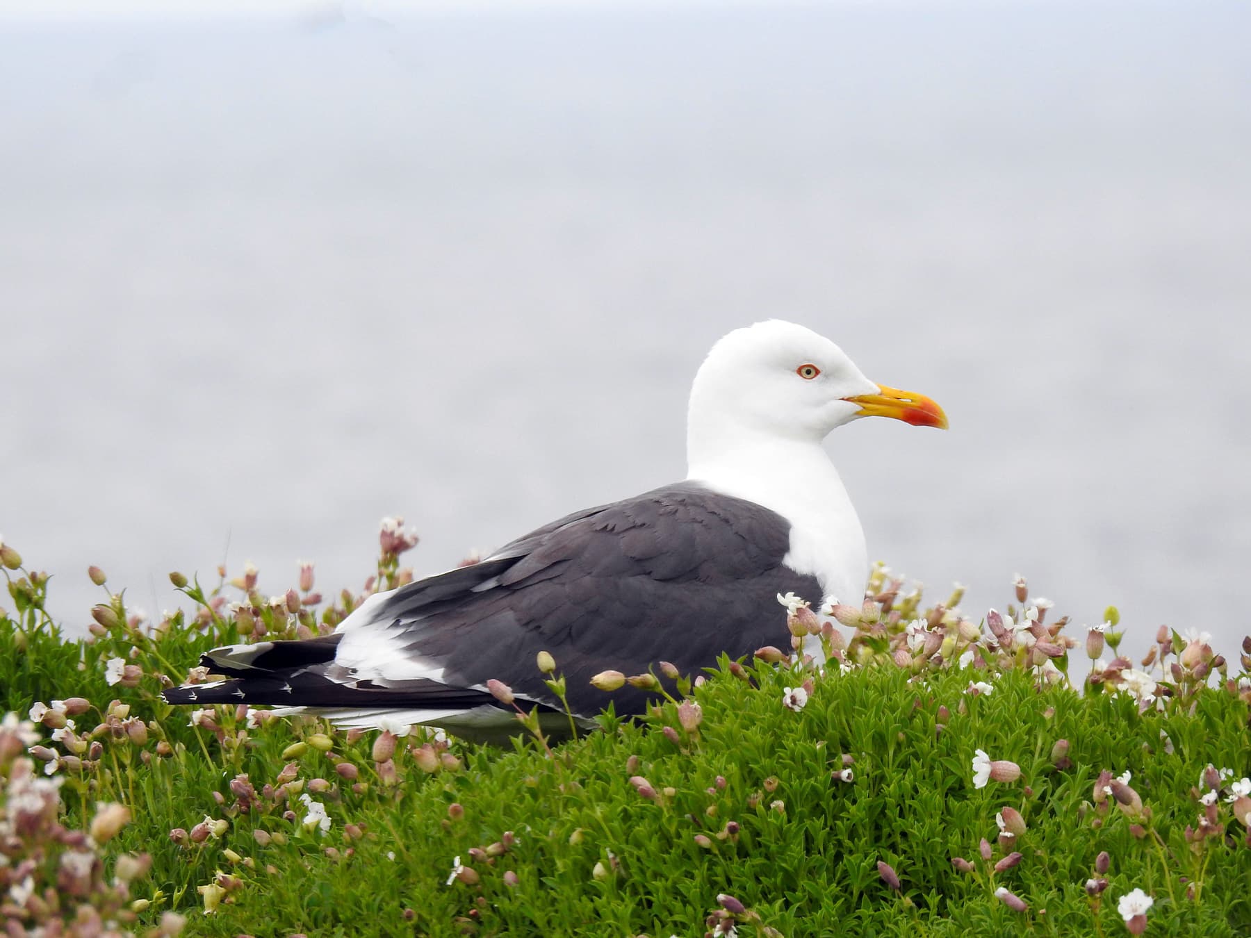 Great Black-backed Gull resting in open area by the coast