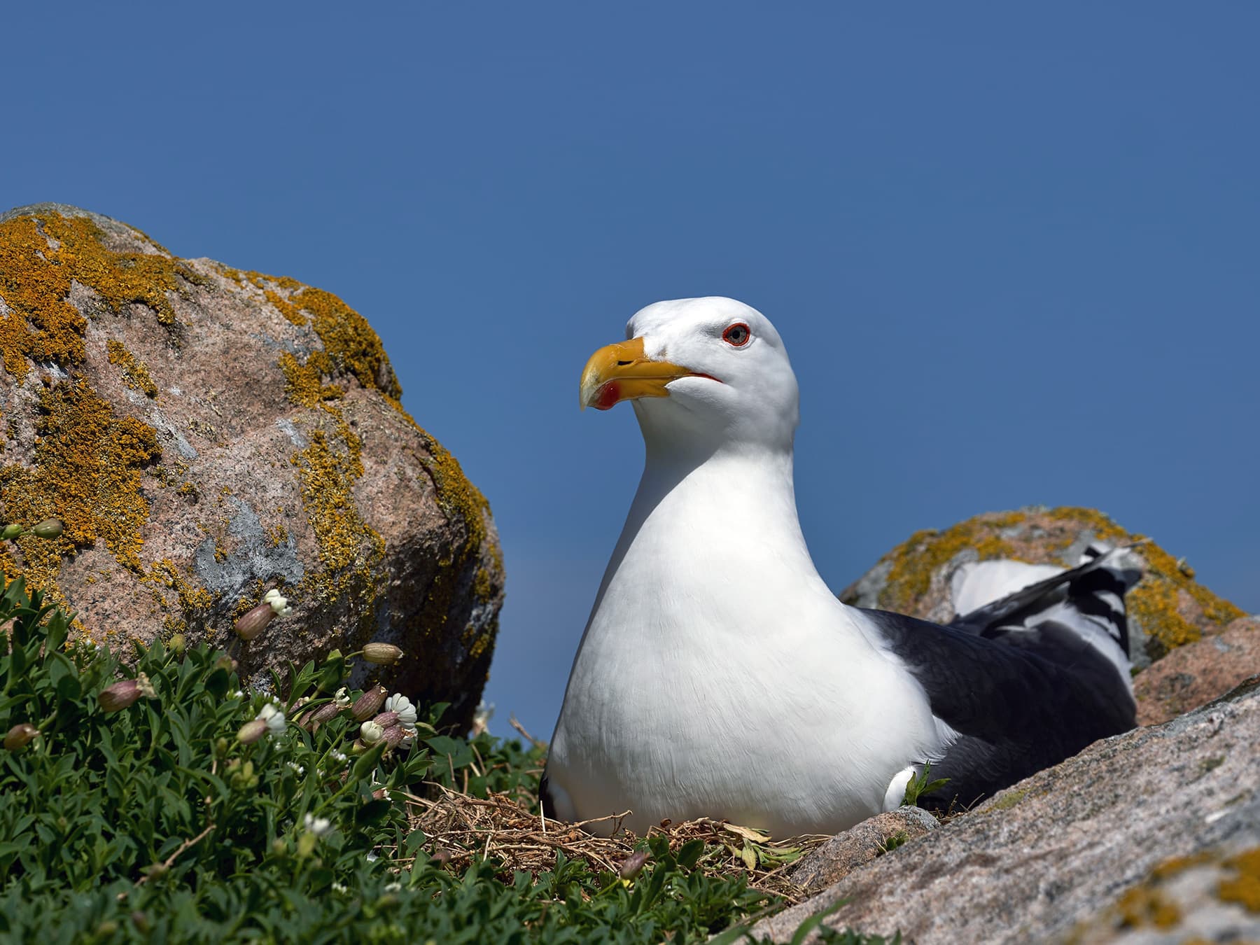 Great Black-backed Gull sitting on its nest in rocky terrain