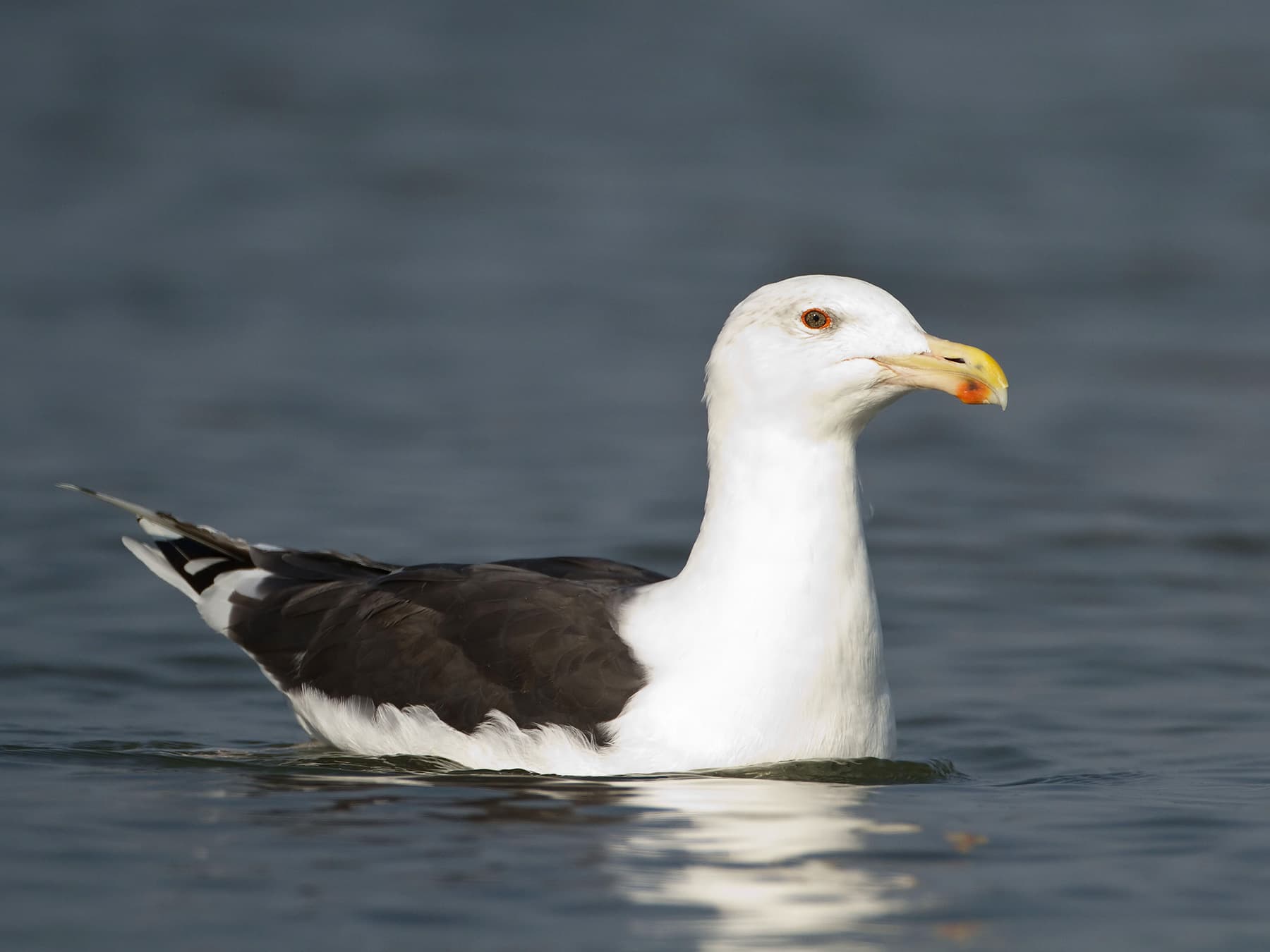 Great Black-backed Gull resting on the lake