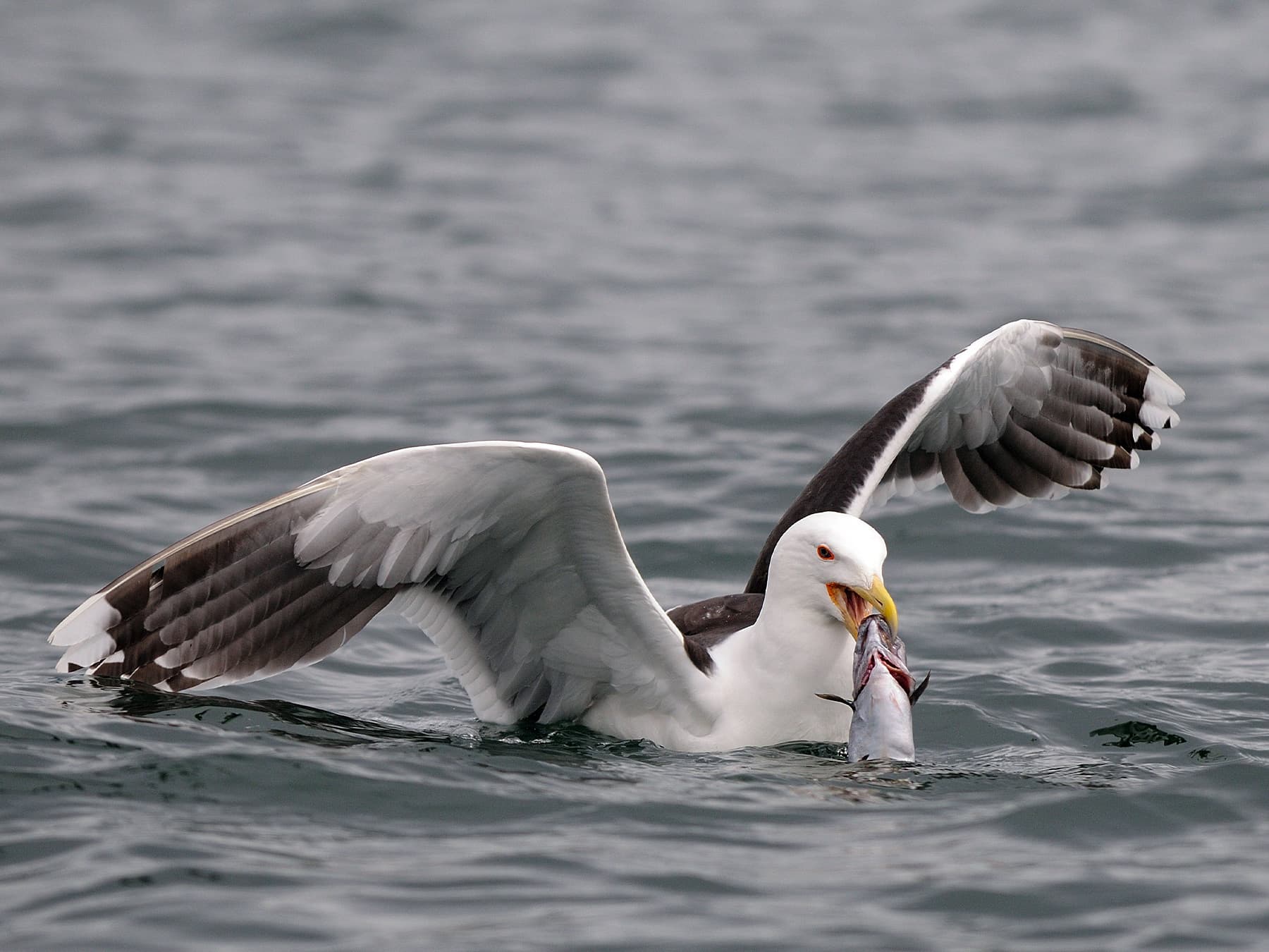 Great Black-backed Gull out at sea with a fish in its beak