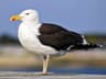 Great Black-backed Gull