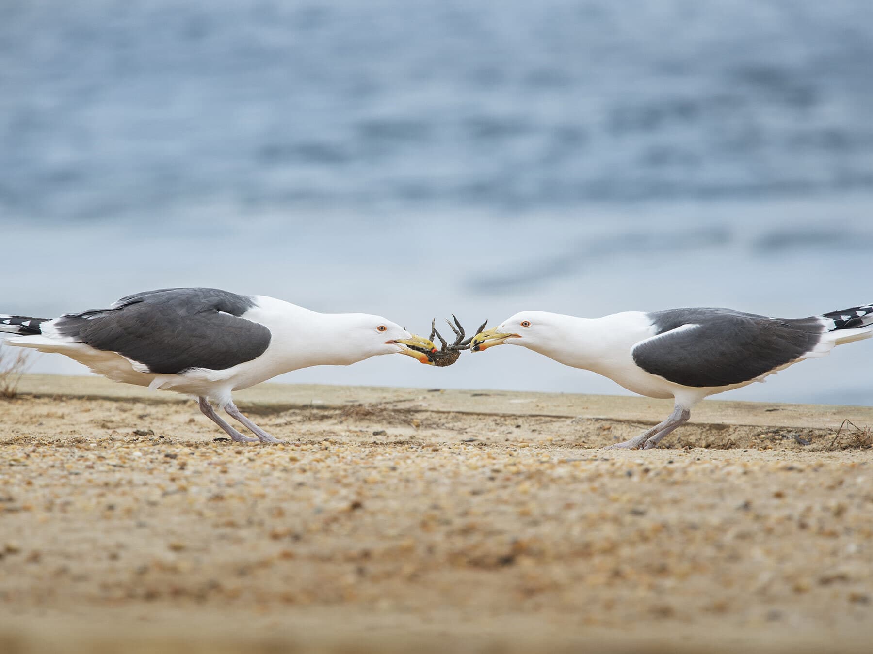 Great black backed gulls fighting