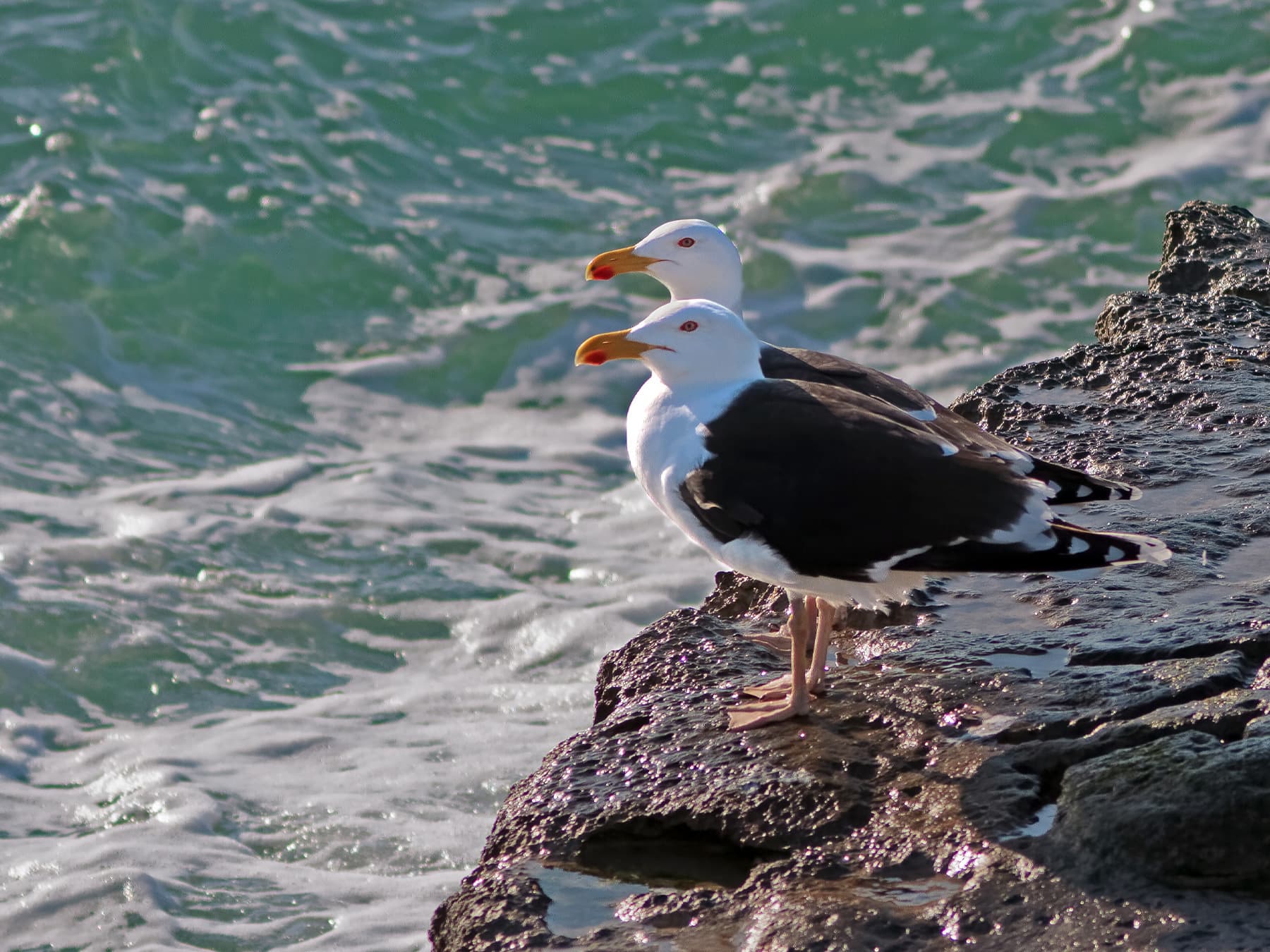 Pair of Great Black-backed Gulls resting on the rocks next to the sea