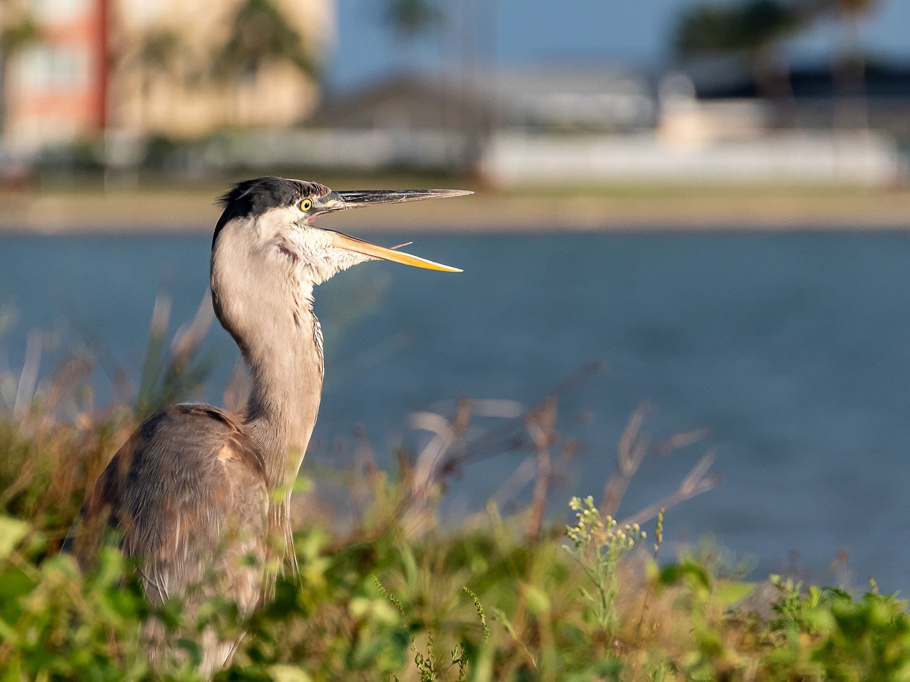 Great blue heron call