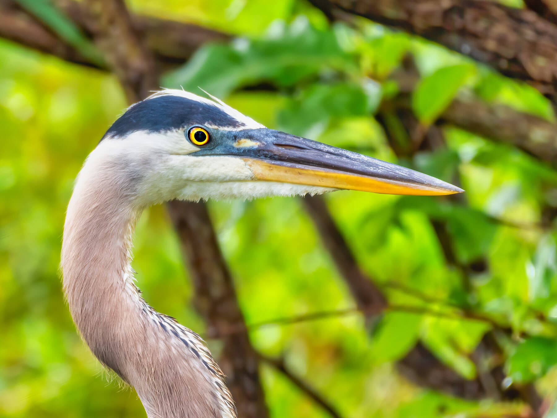 Great blue heron close