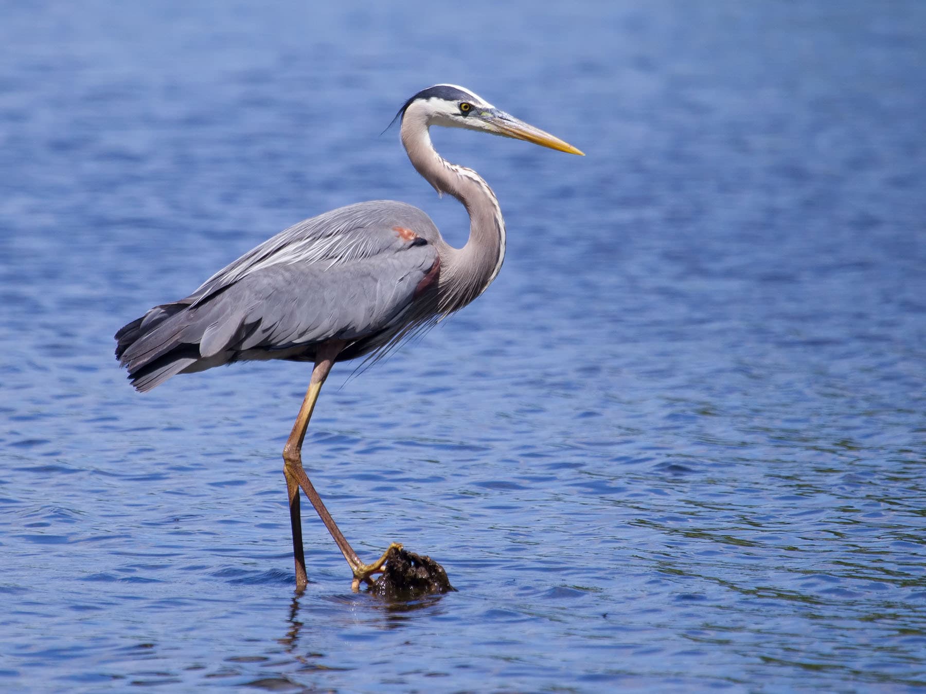 Great blue heron close