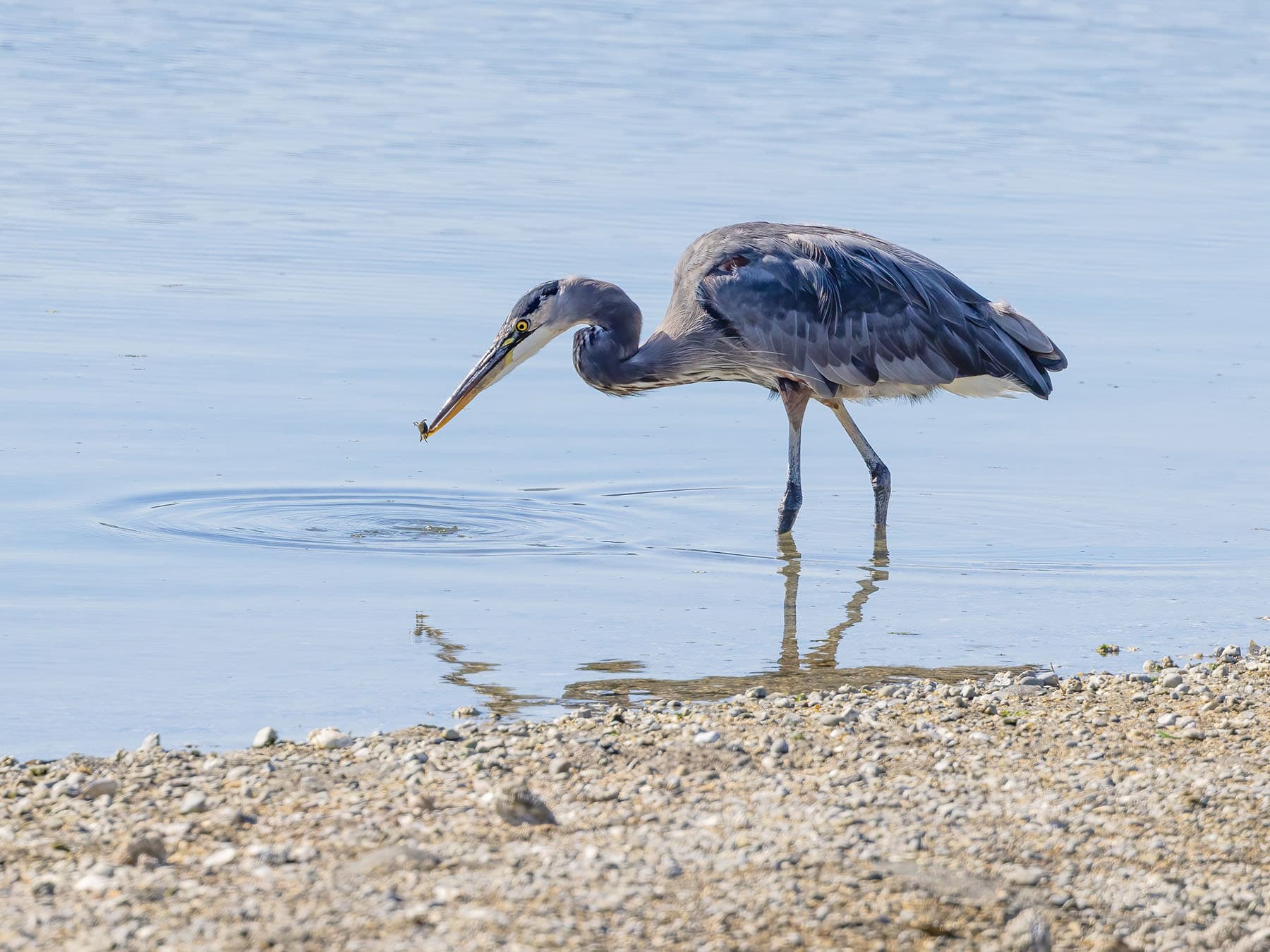 Great blue heron feeding